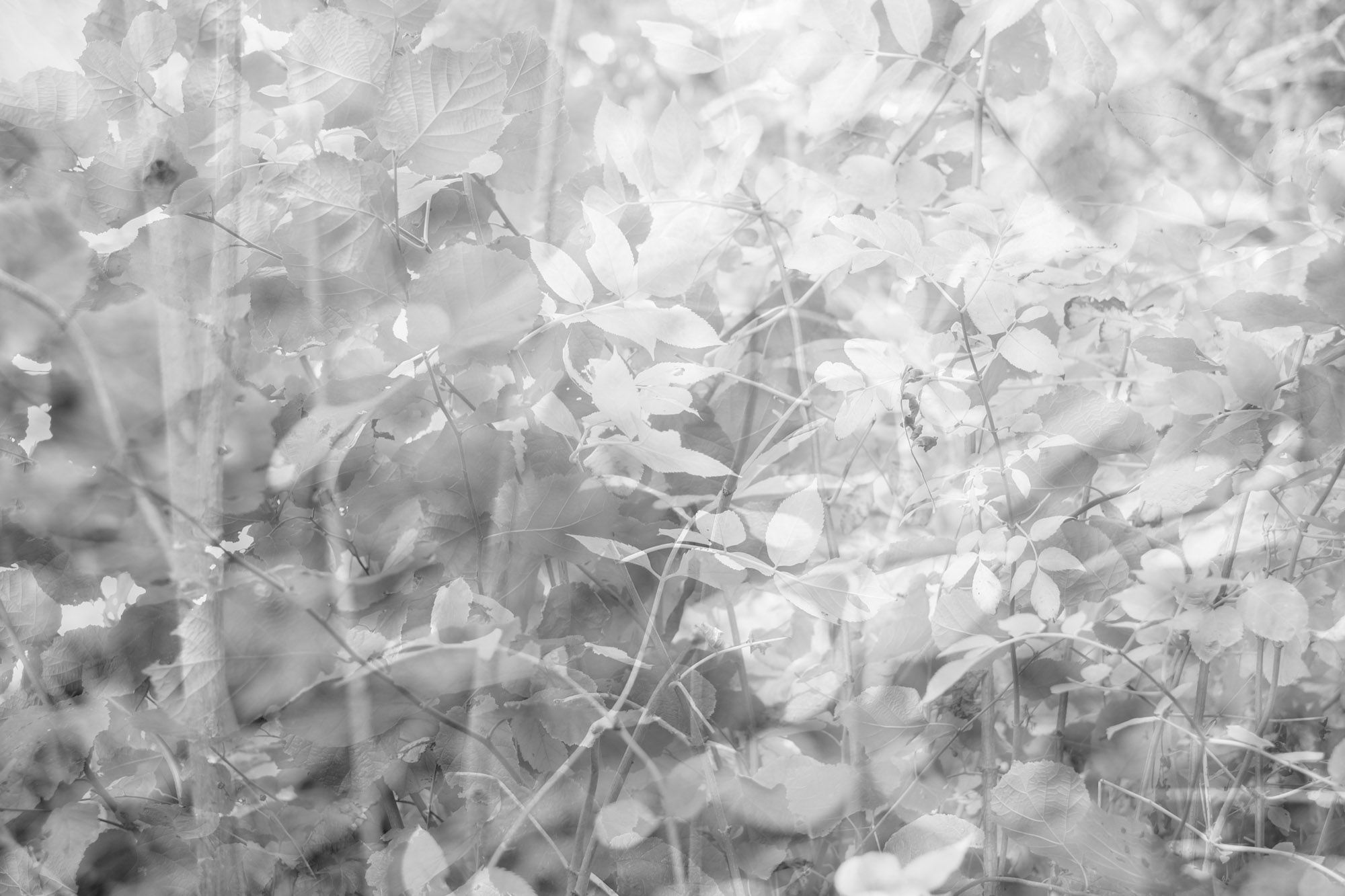 Infrarot Wood No. 11