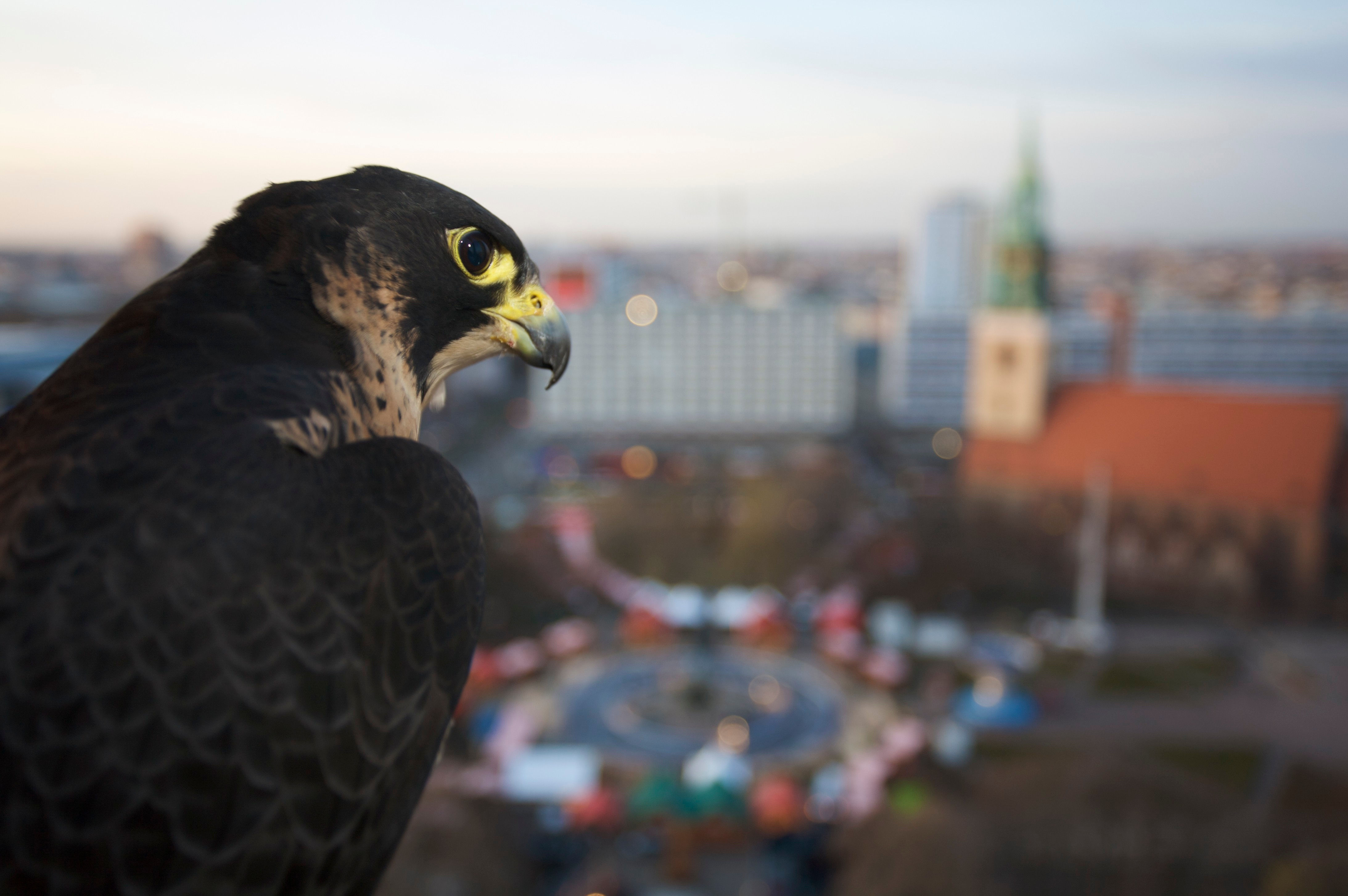 Berlin Icon No. 5