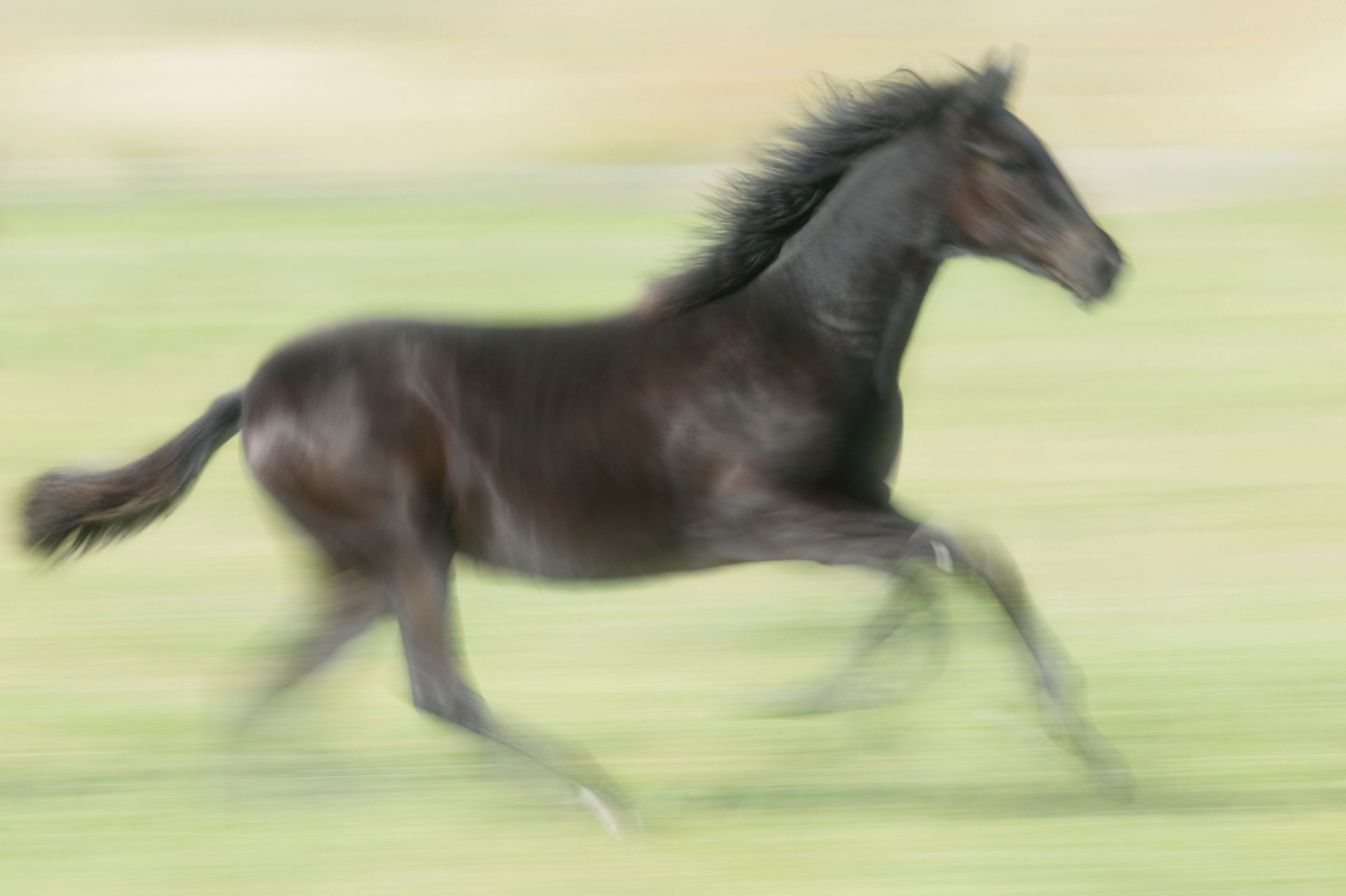 BT Horse Nr. 42-17948173