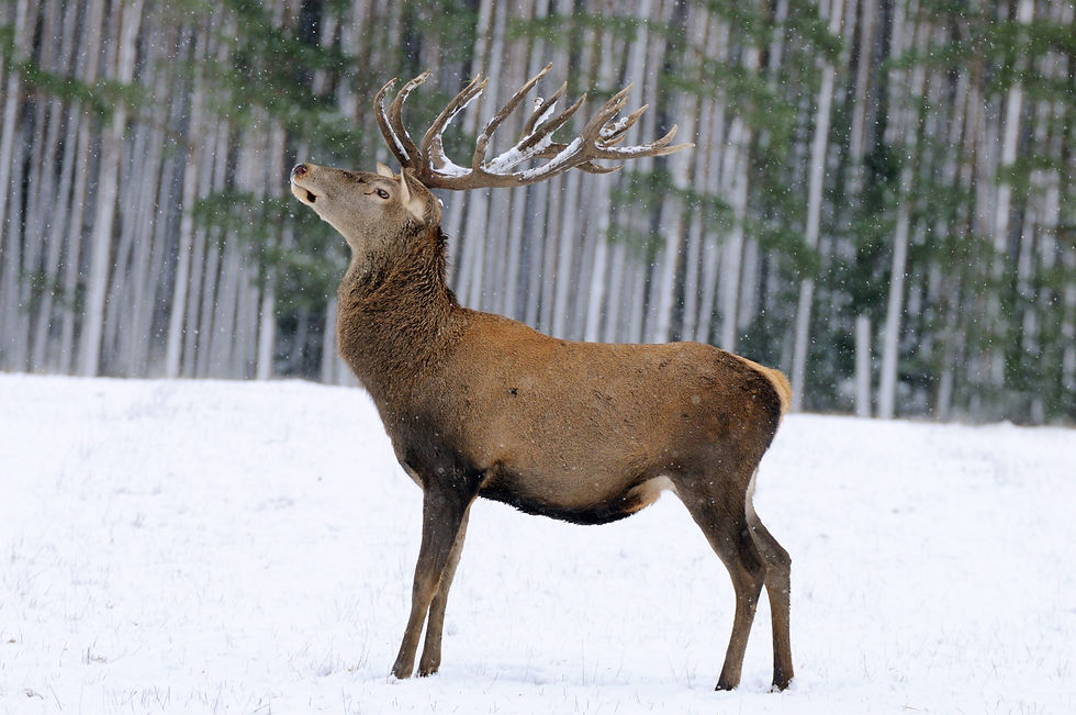 Thumbnail: BT Hirsch Nr. 2871340