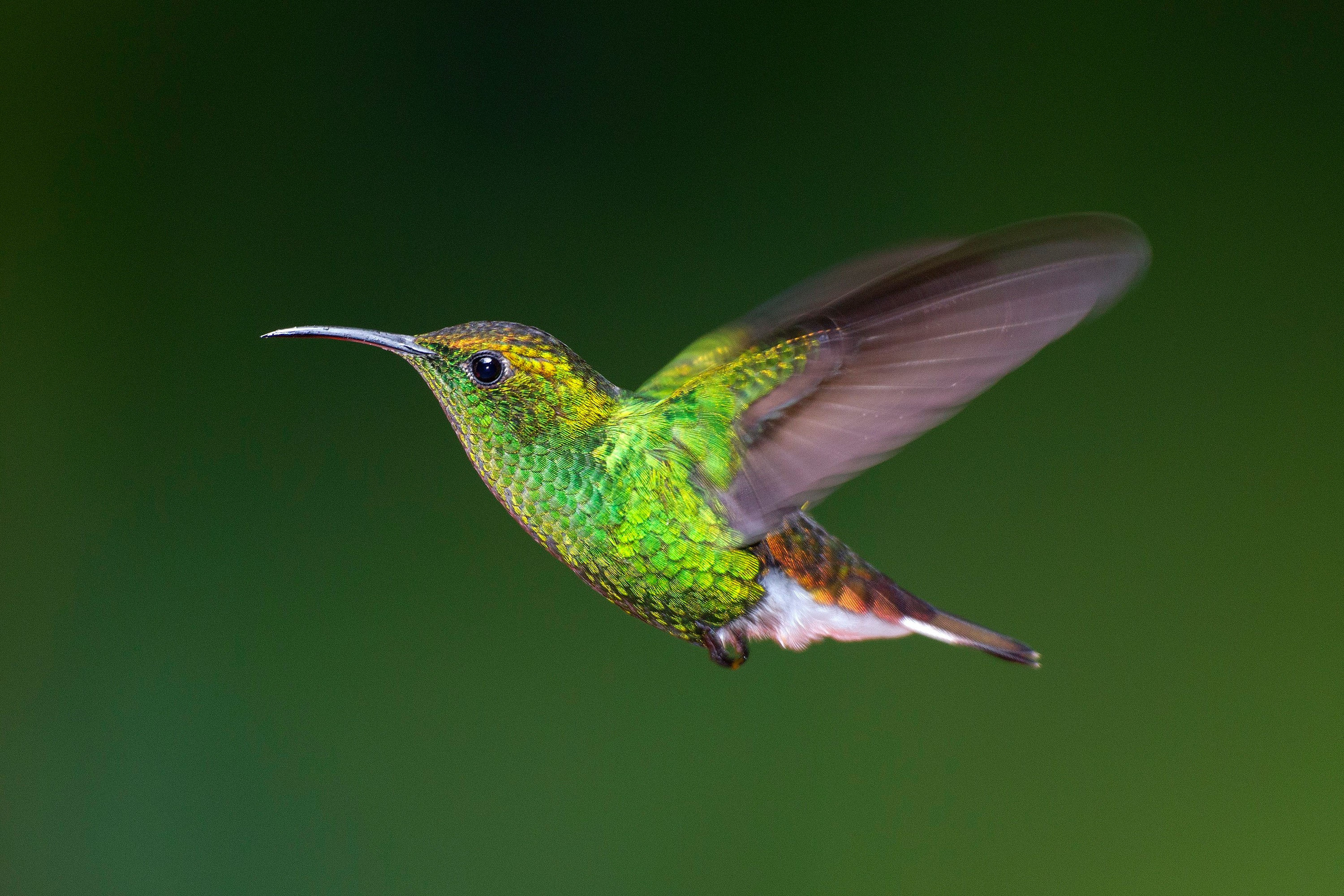 BT Kolibri Nr. 42-43346247