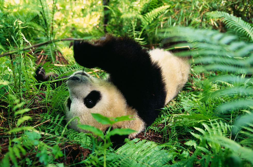 Miniaturbild: BT Panda Nr. 42-16422497