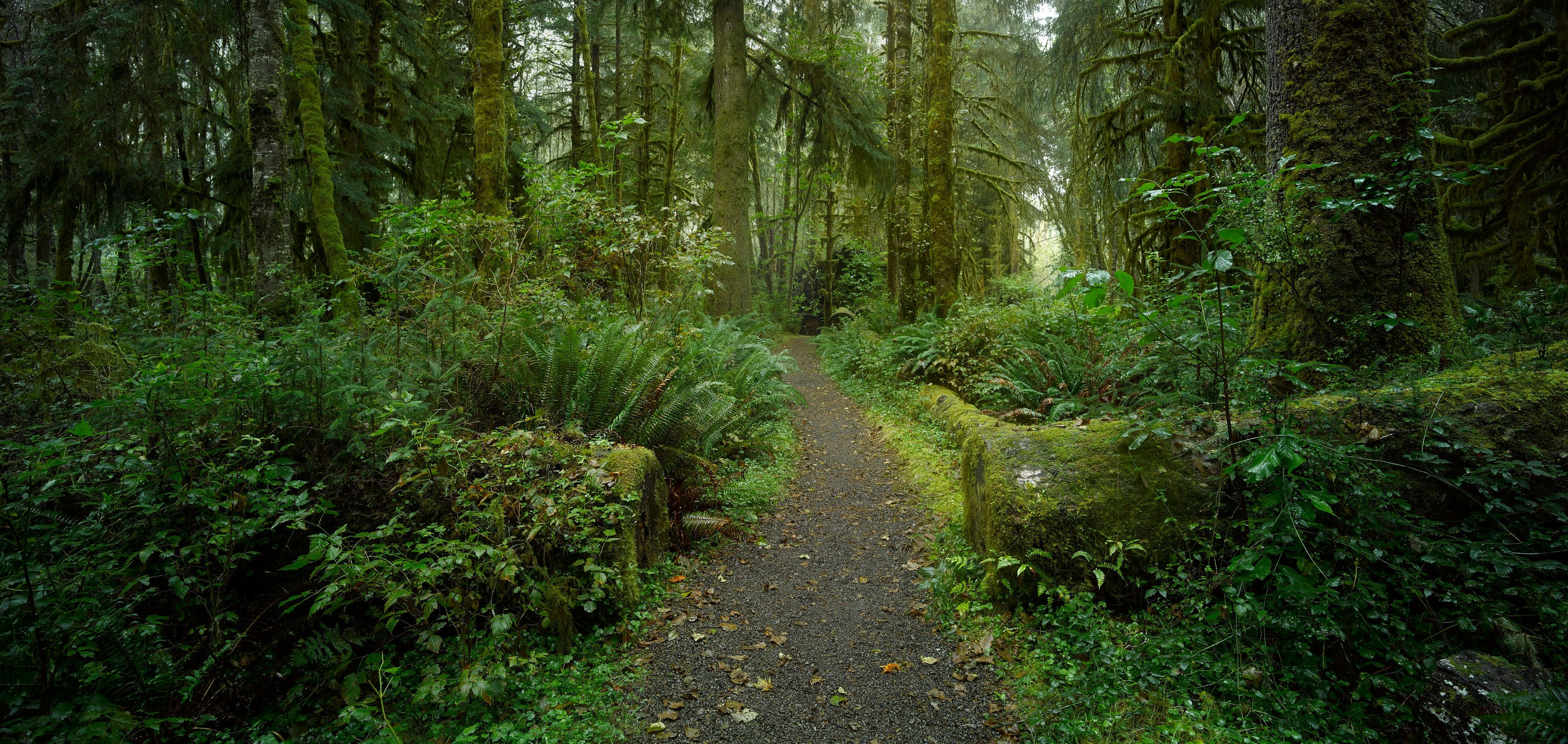 Wald Panorama No. 95