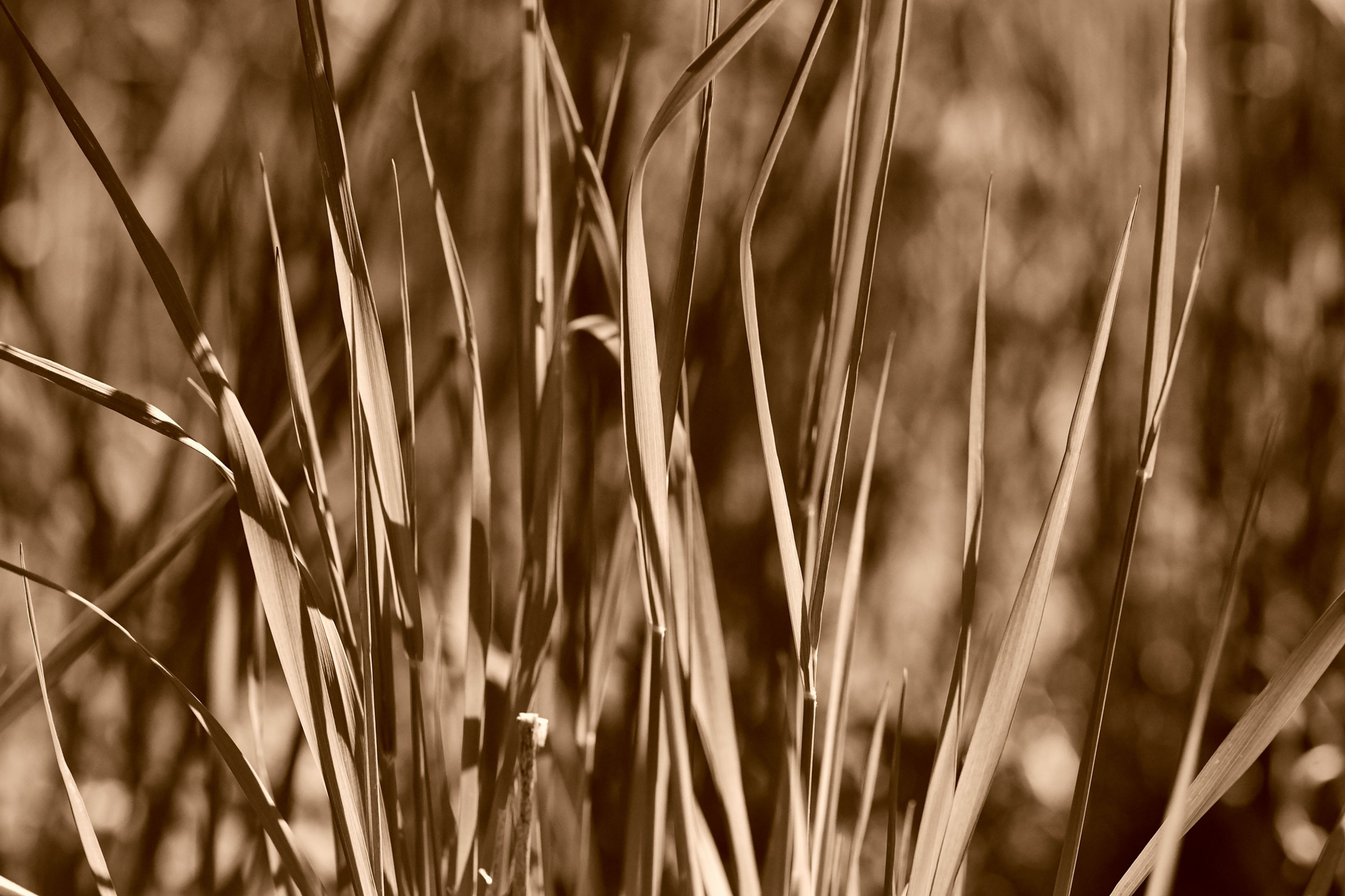 BT Sepia Natur Nr.