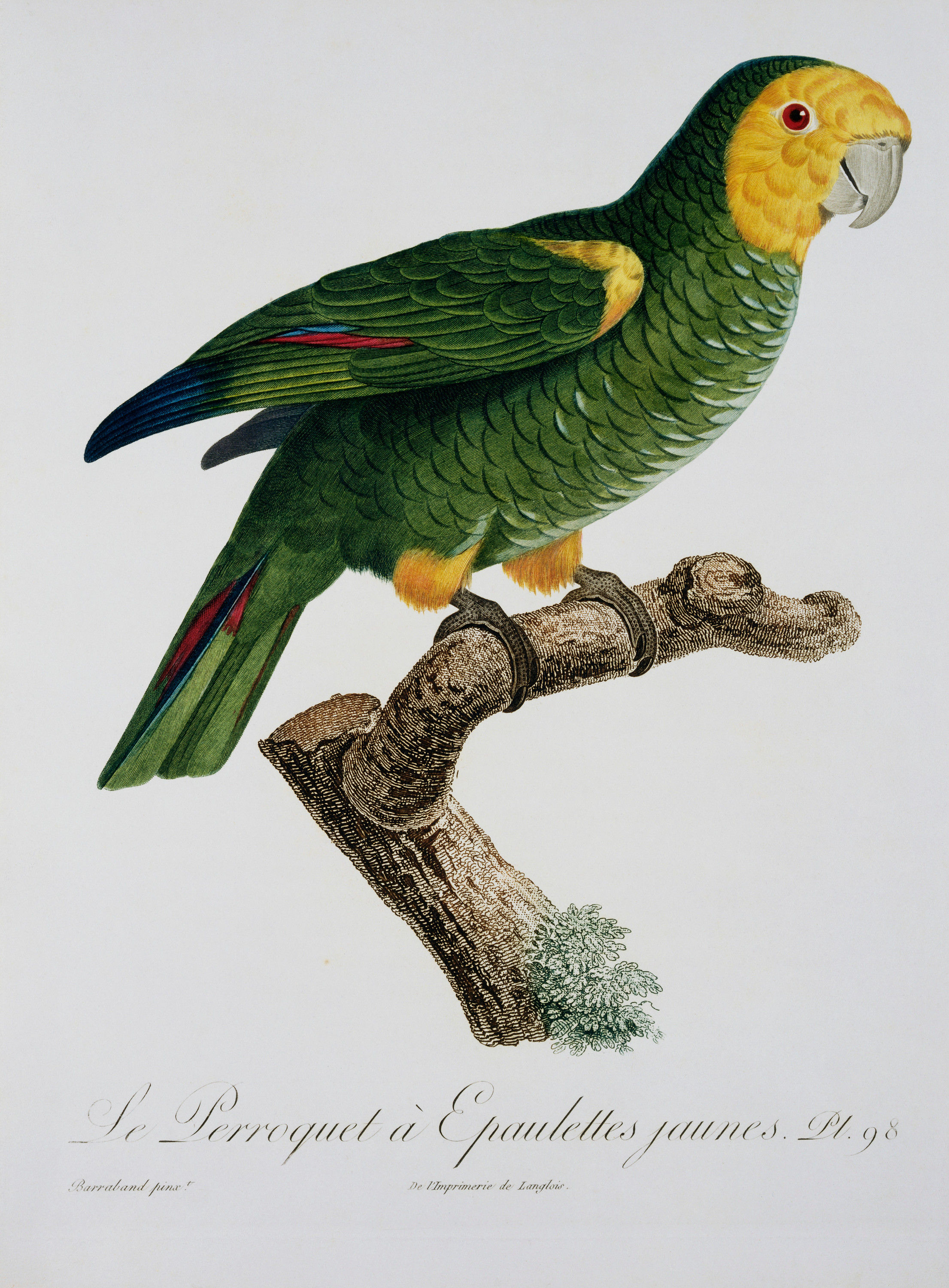 Vögel - Illustration #71 by © Corbis/© Corbis.  All Rights Reserved.