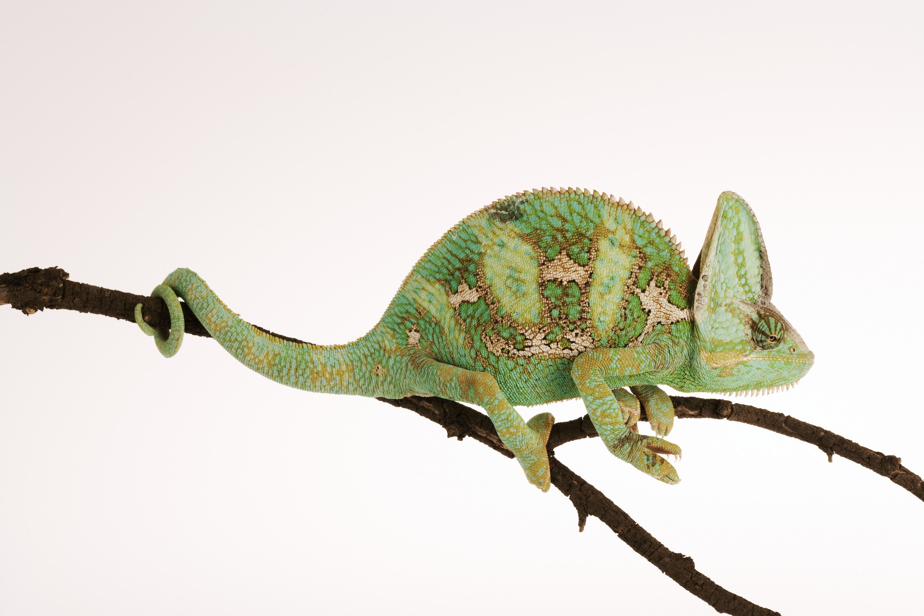 BT Cameleon Nr. 42-25375935