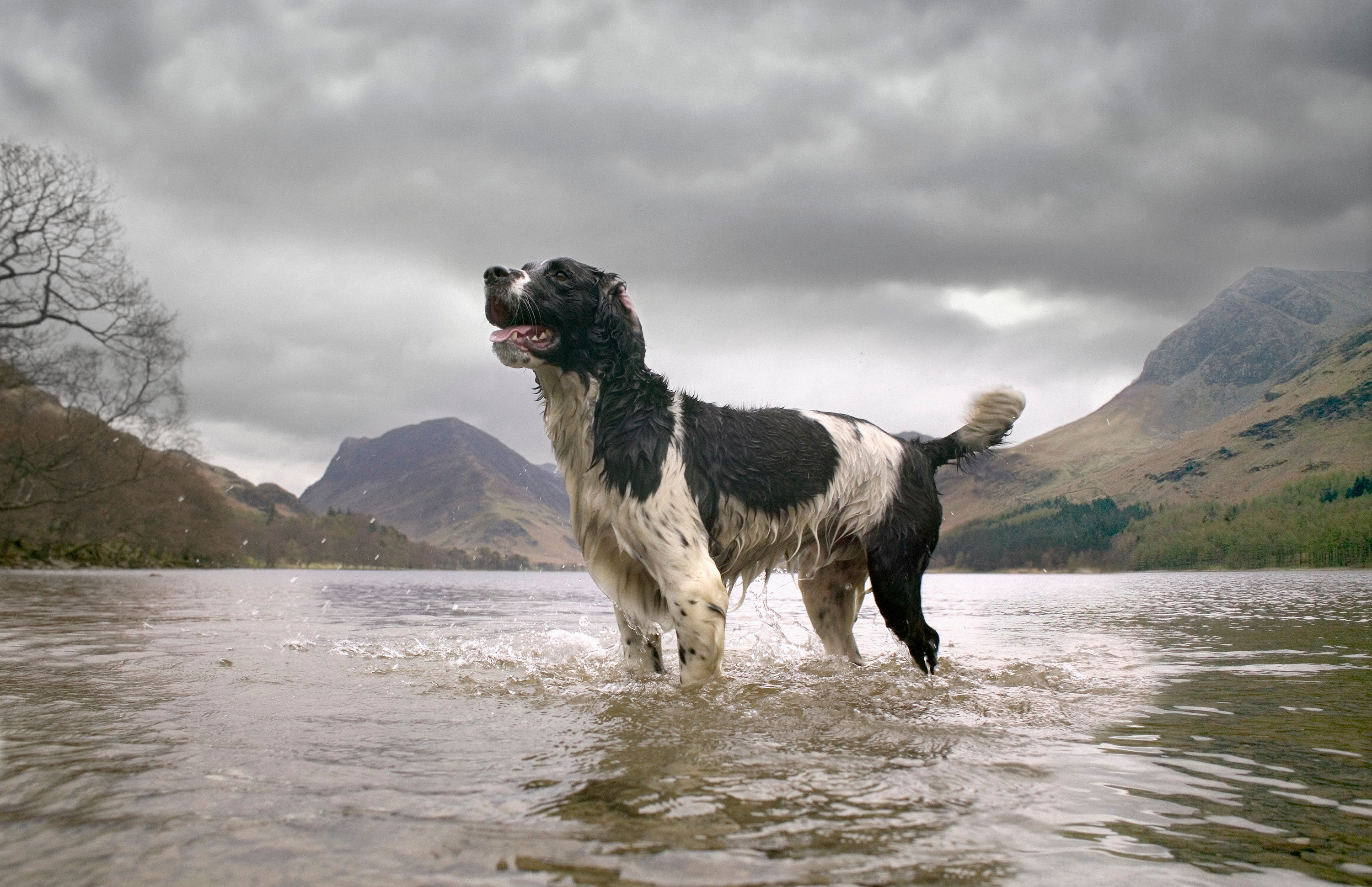 BT Dogs Nr. 42-15241084