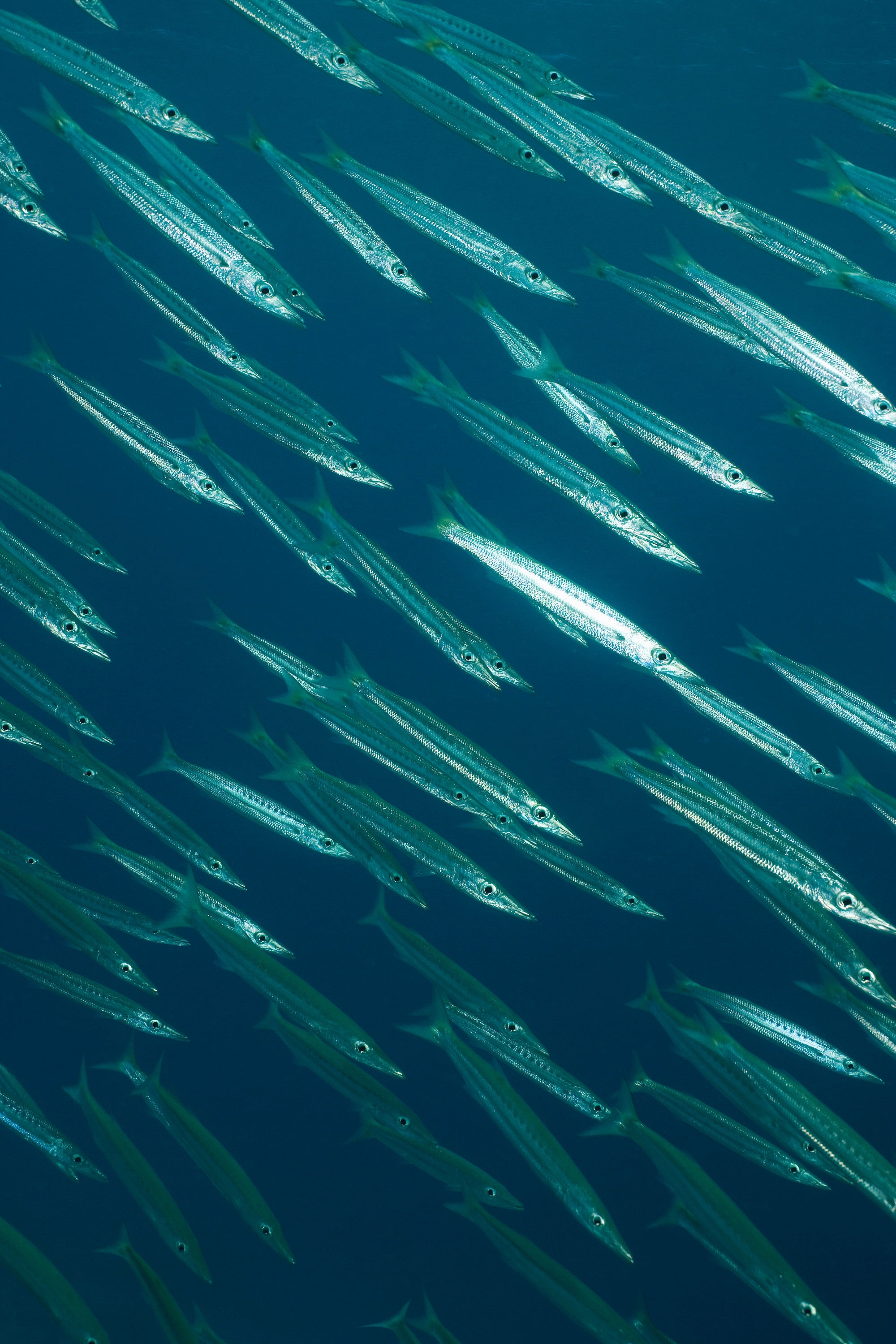 BT Fischschwarm Nr. 42-21801301