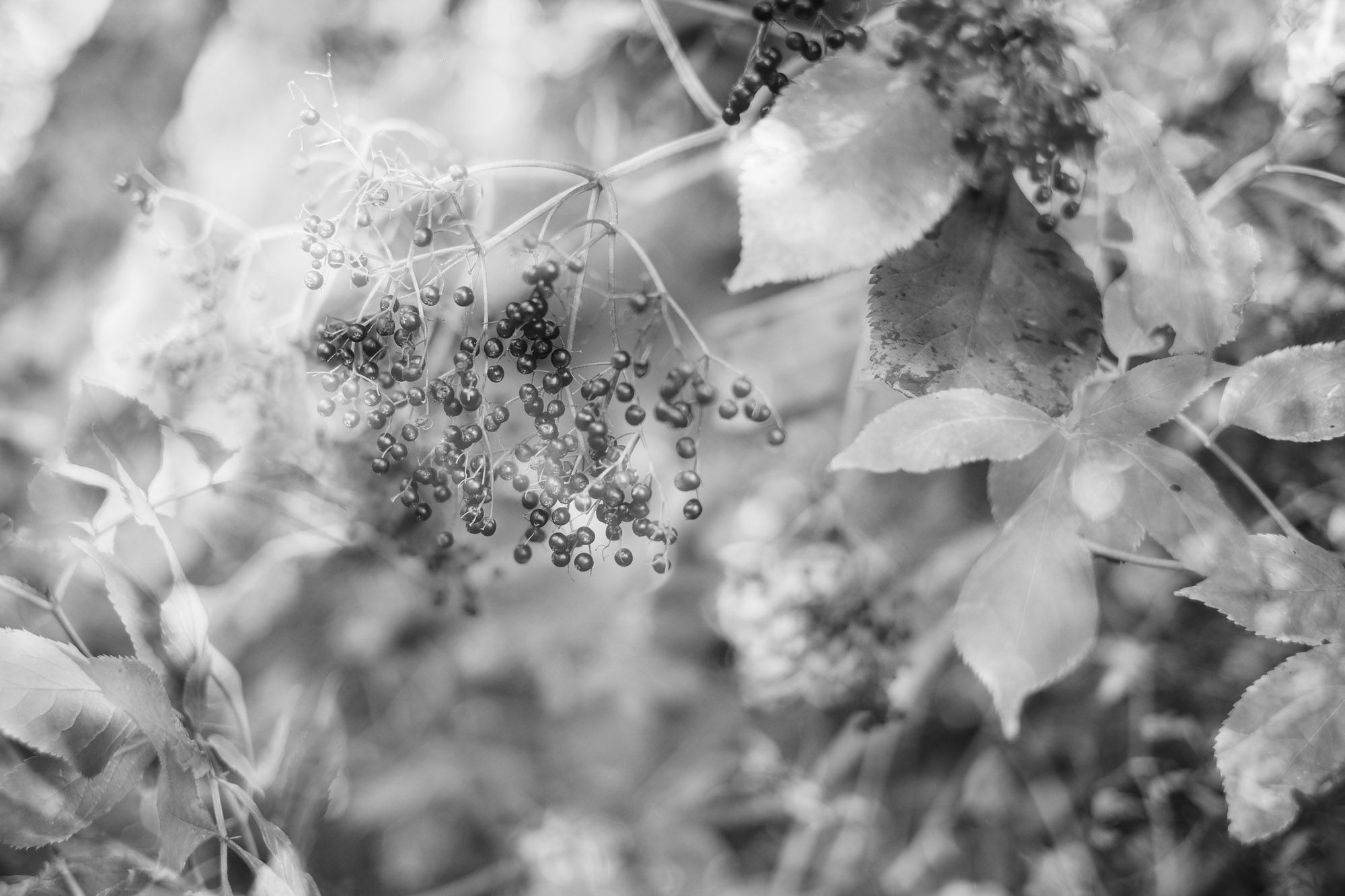 Infrarot Wood No. 17