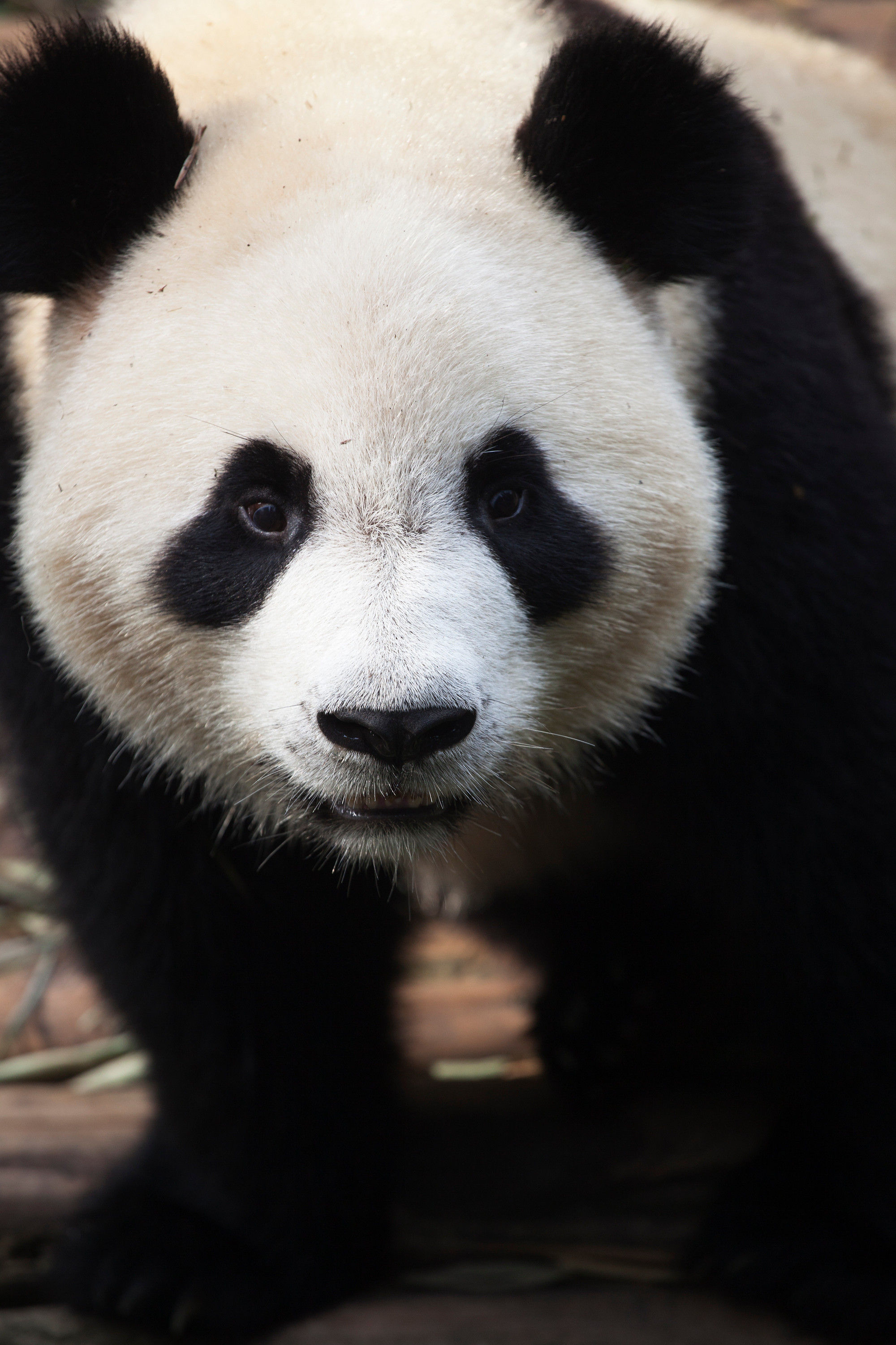 BT Panda Nr. 42-33173774