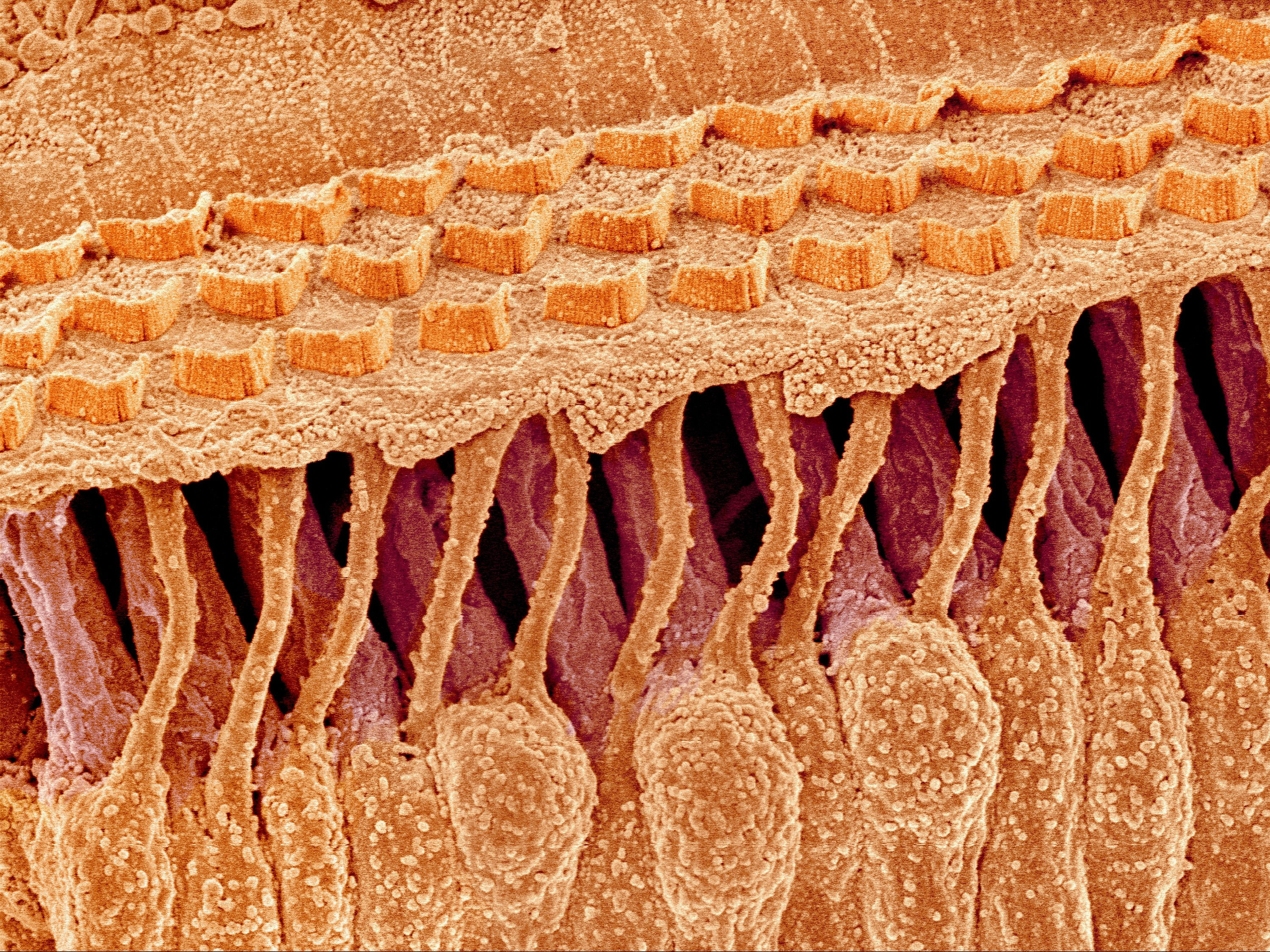 Micro No. 83
