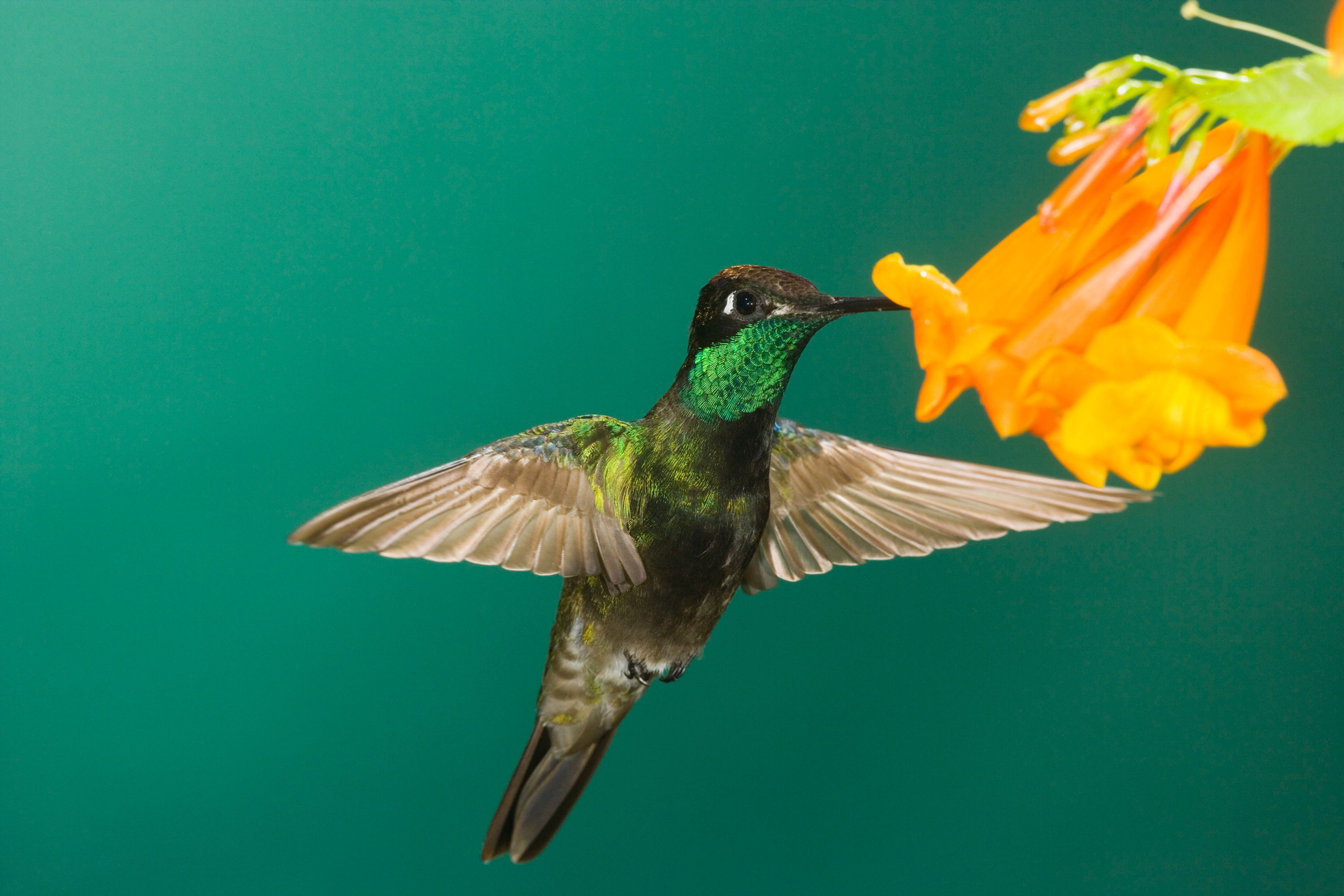 BT Kolibri Nr. 42-18290576