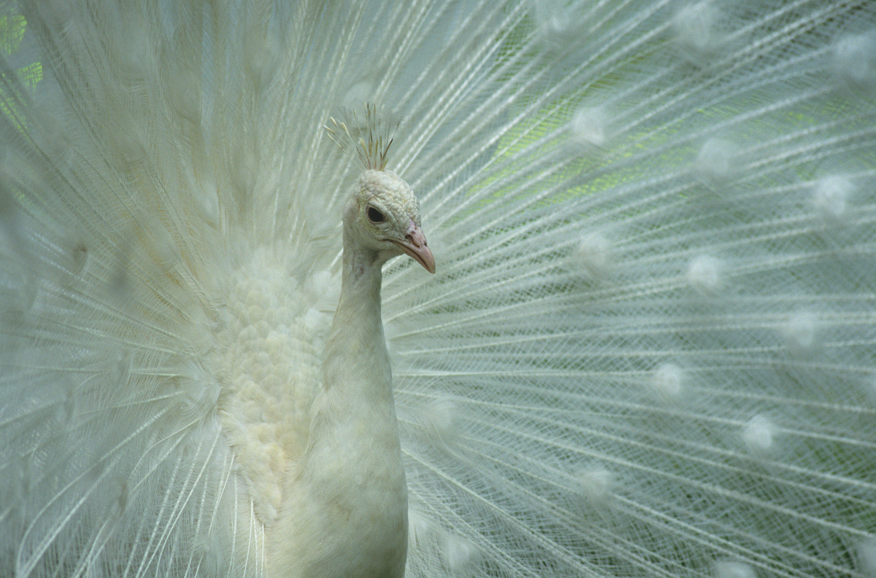 BT Pfau Nr. 42-25126272