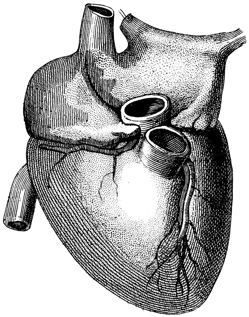 Human Body No. 1