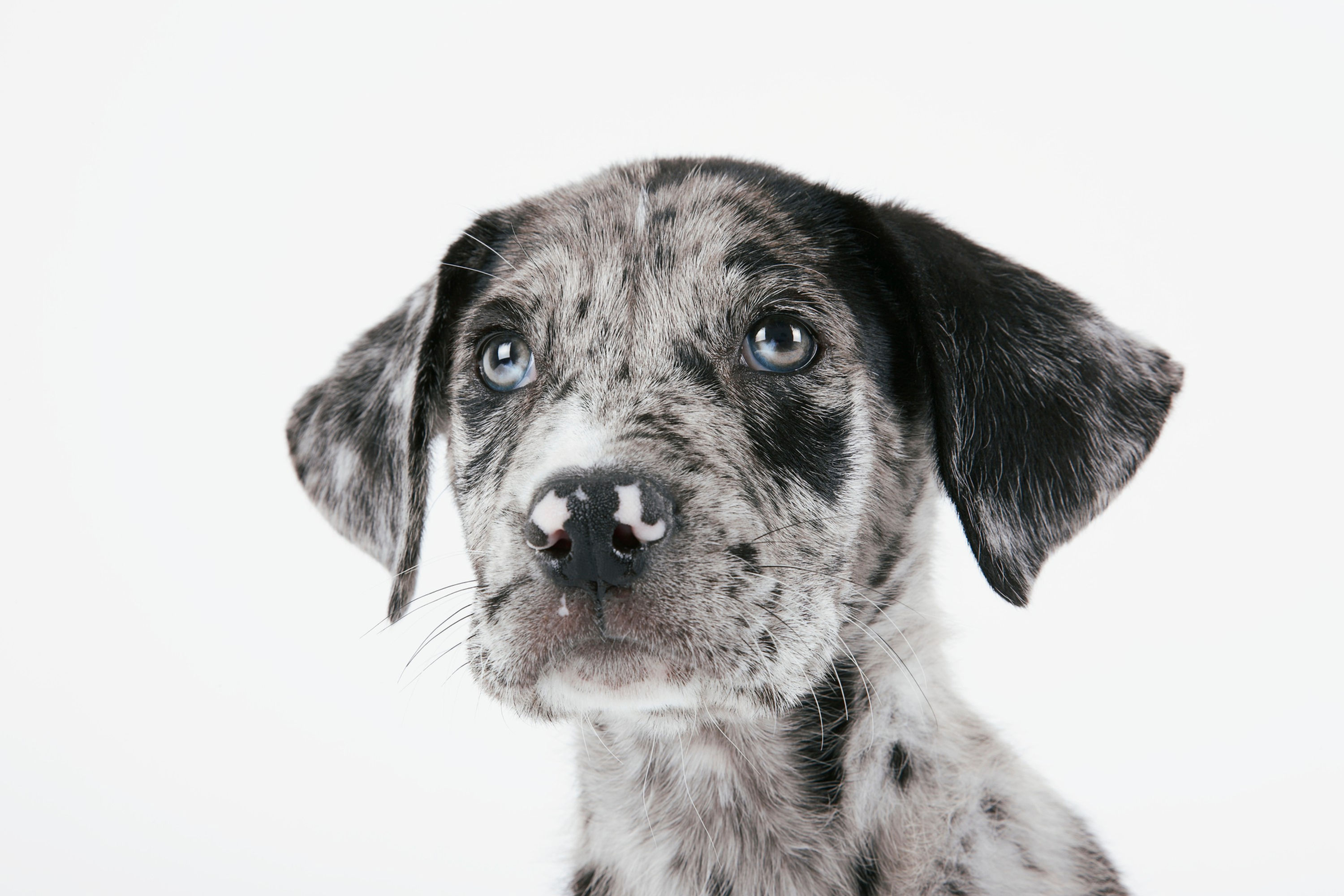 BT Dogs Nr. 42-21637390