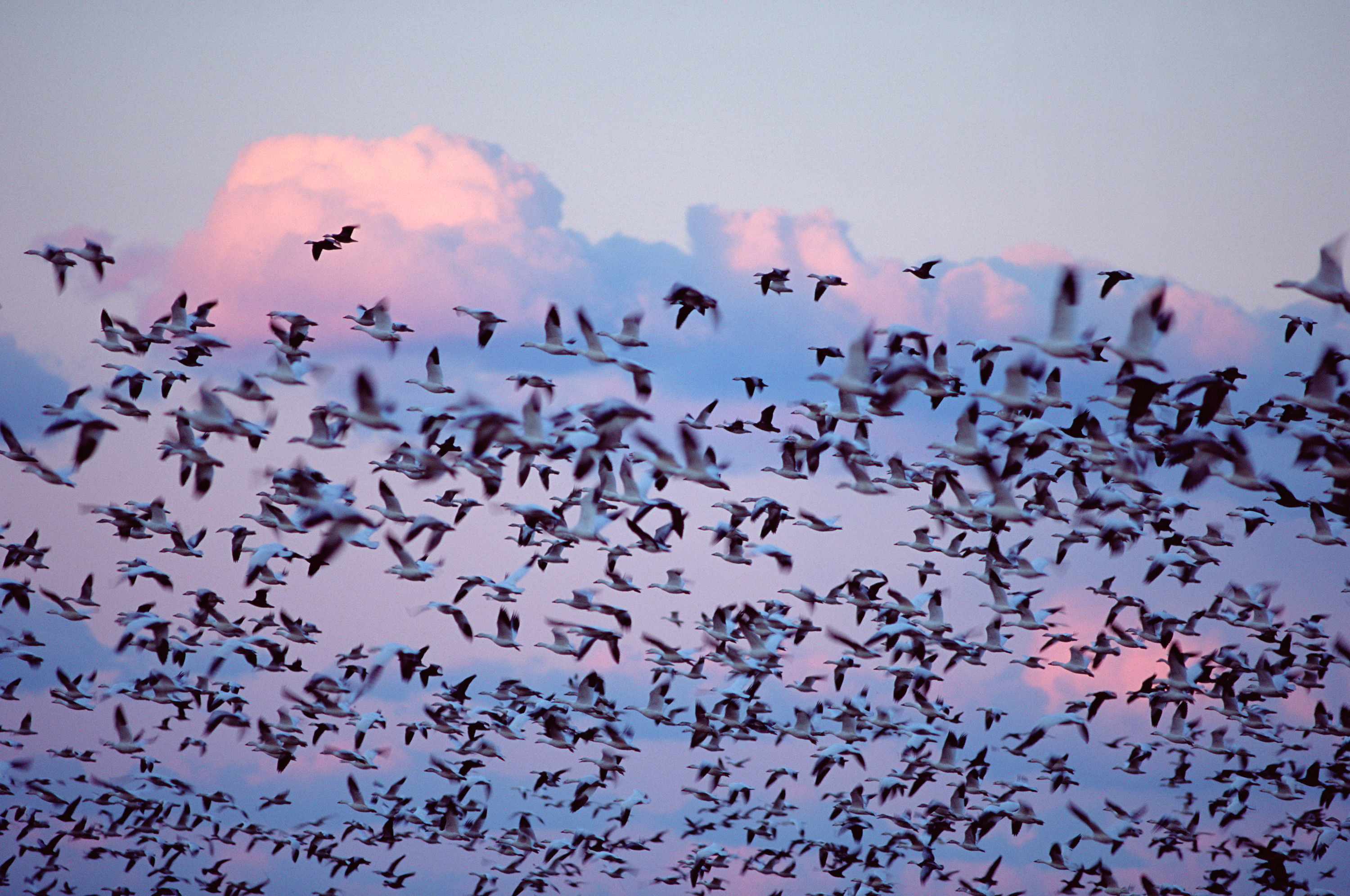 BT Vögel Nr. 001376