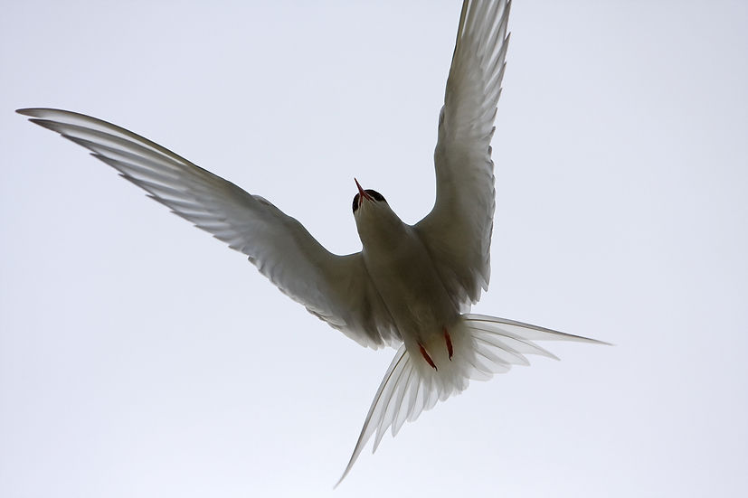 BT Vögel Nr.