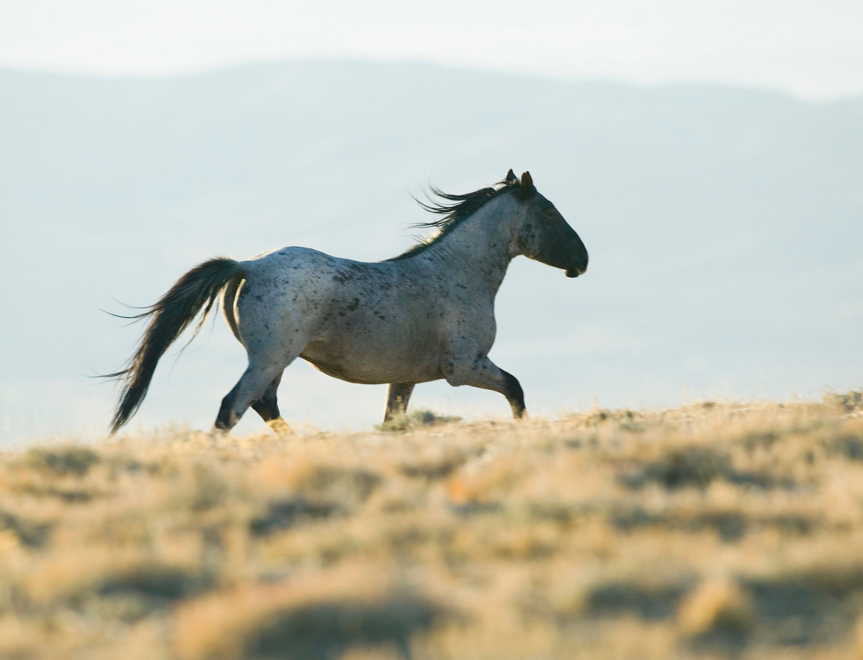 BT Horse Nr. 42-16810826