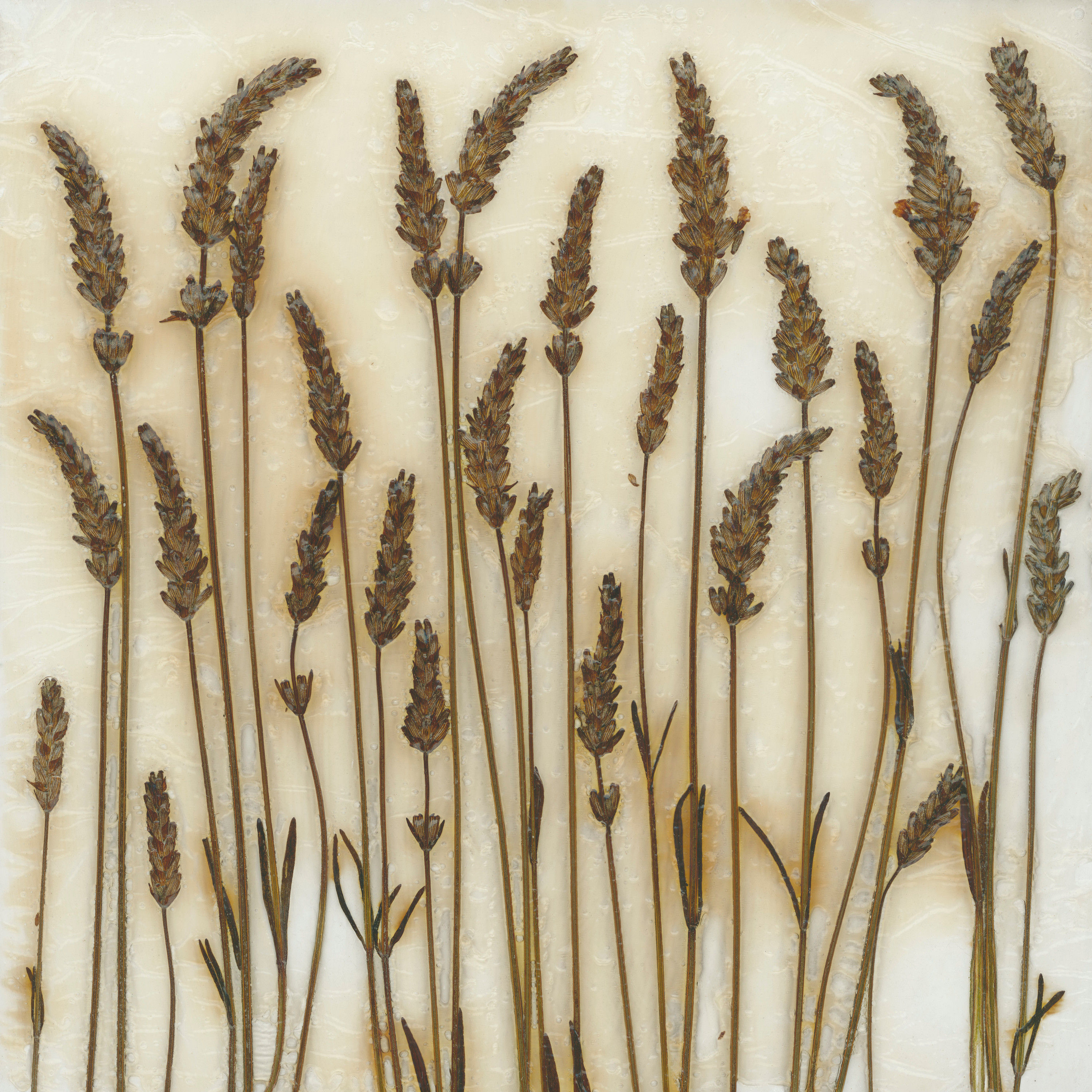 Trockenblumen No. 17
