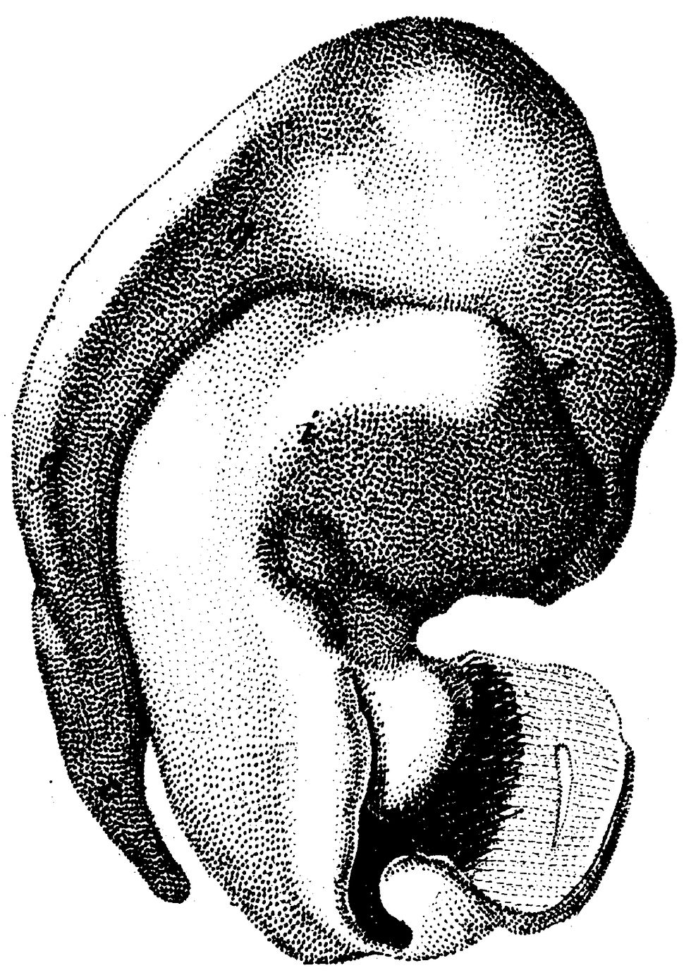 Human Body No. 13