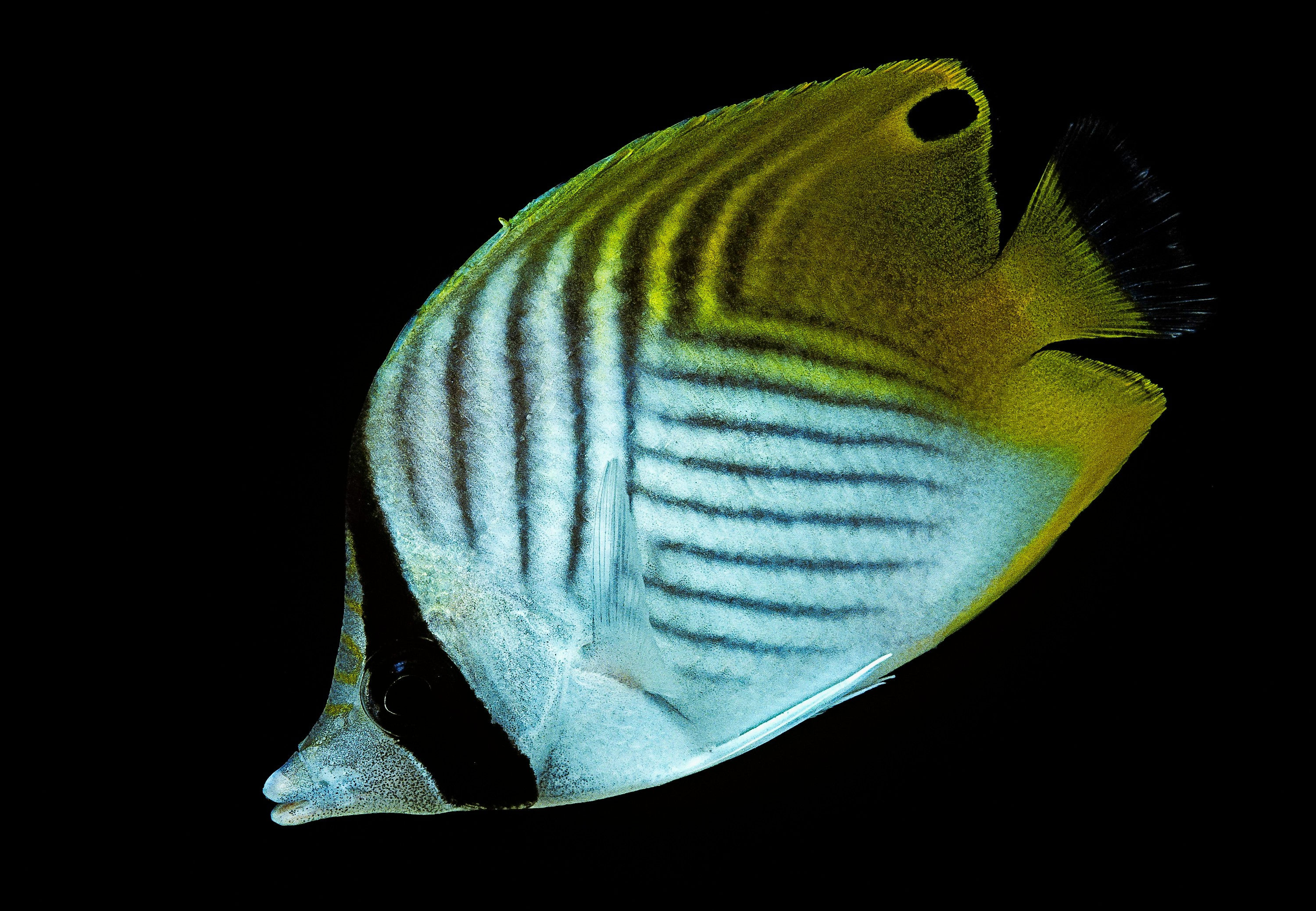 BT Fish Nr. 42-69232852