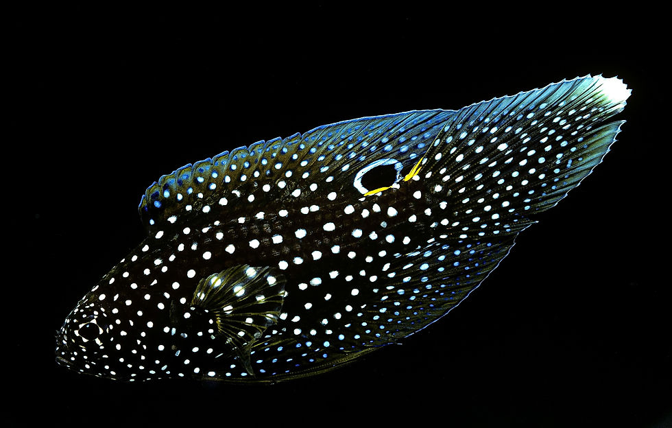 BT Fish Nr. 42-69222141