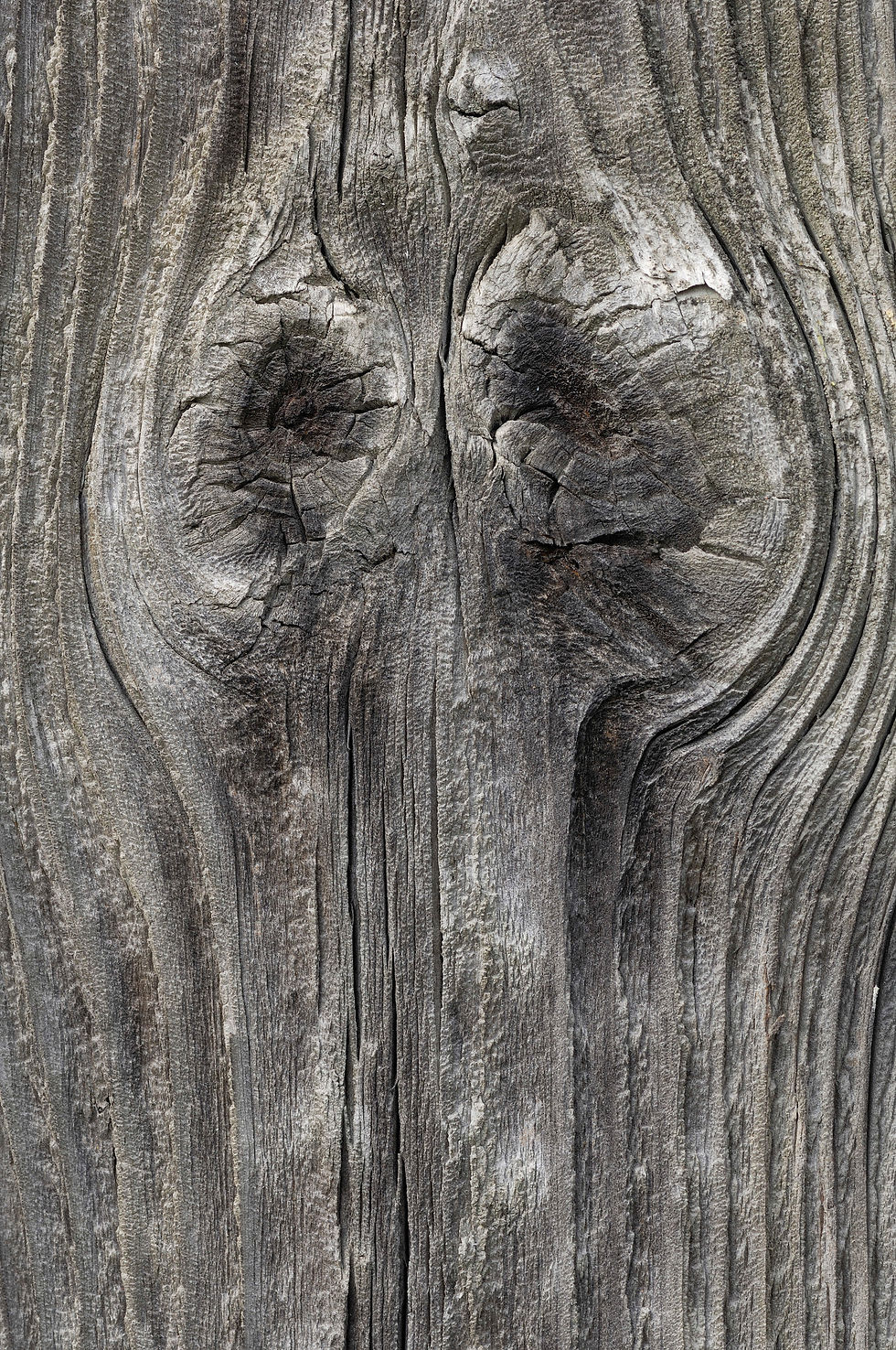 Miniaturbild: Wood II No. 14