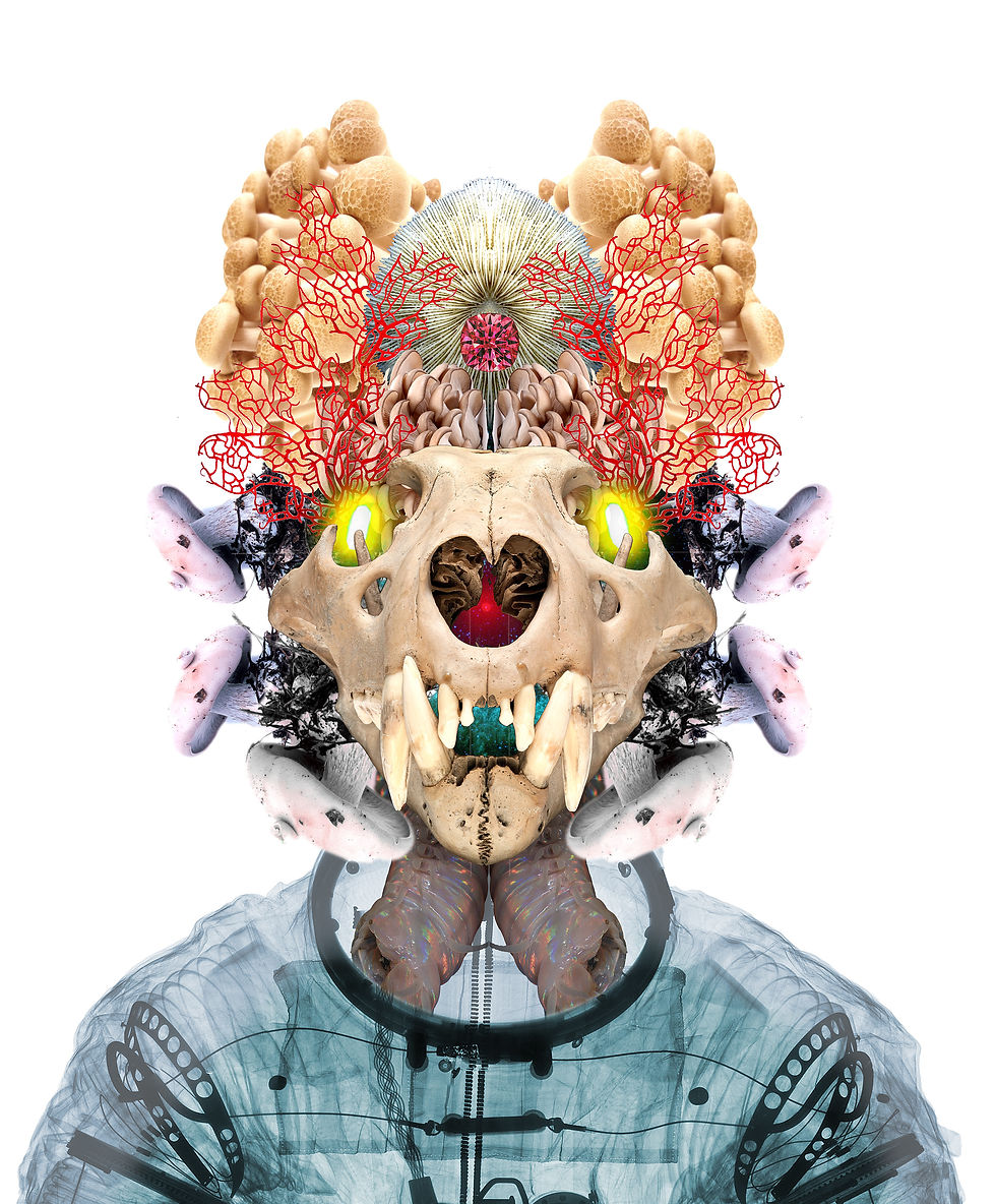 Sebastian Blinde No. 8