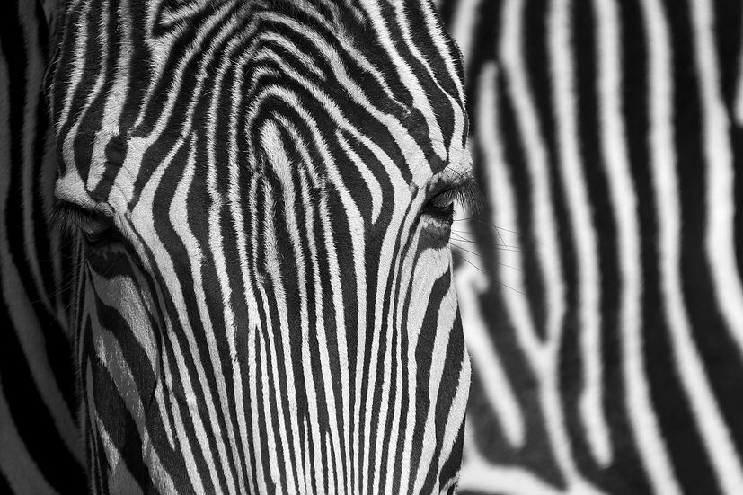 BT Zebra II Nr.