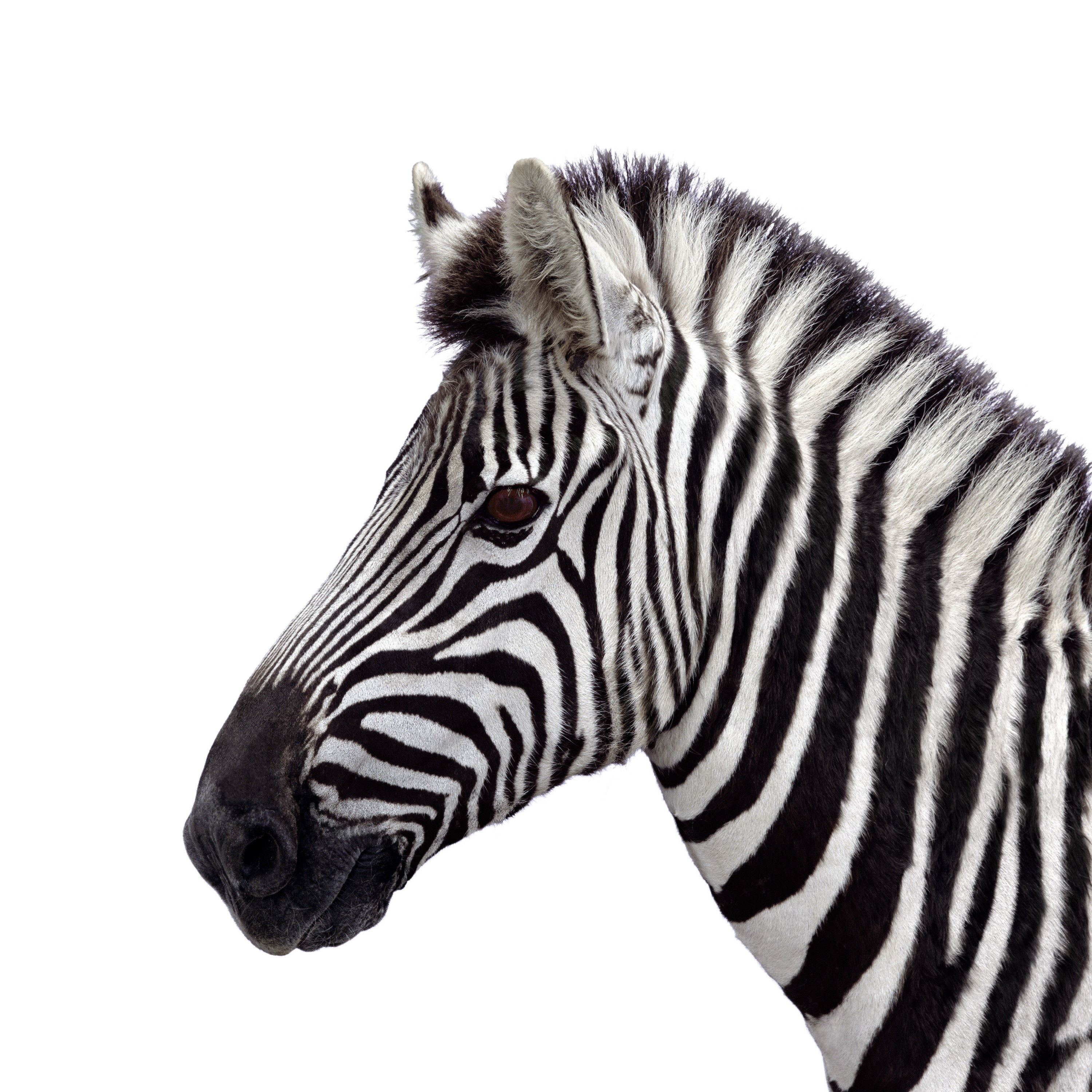 BT Zebra II Nr. 42-19693570