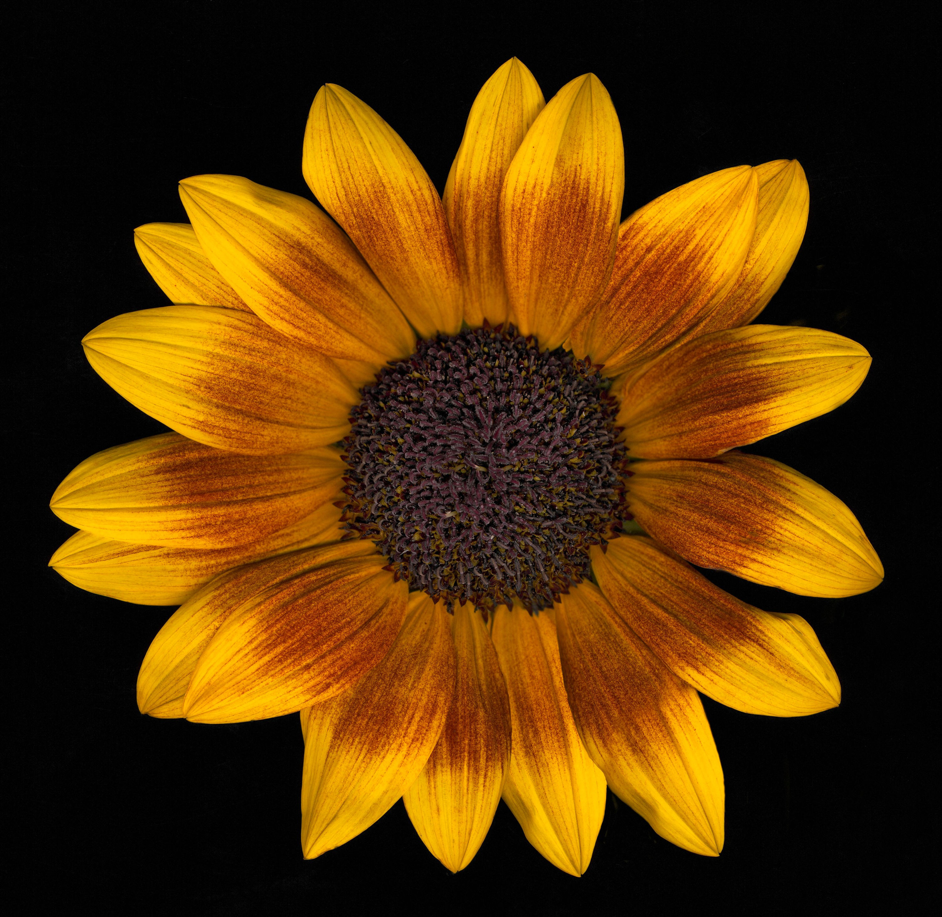 BT Flowers on Black Nr.: 42-25537092