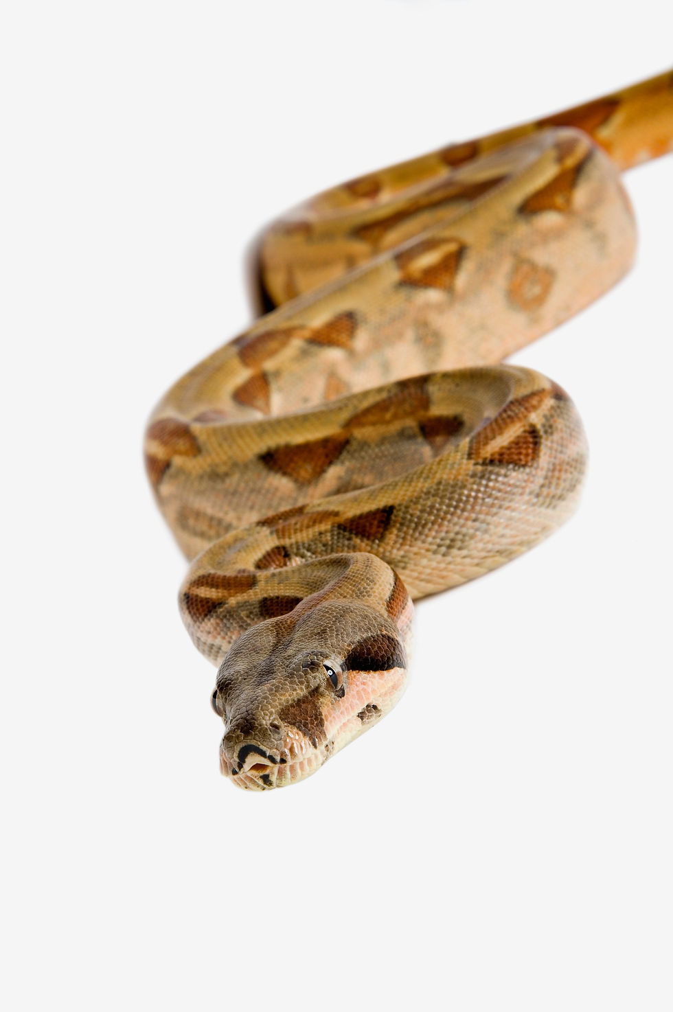 BT Snake Nr.  42-26923624