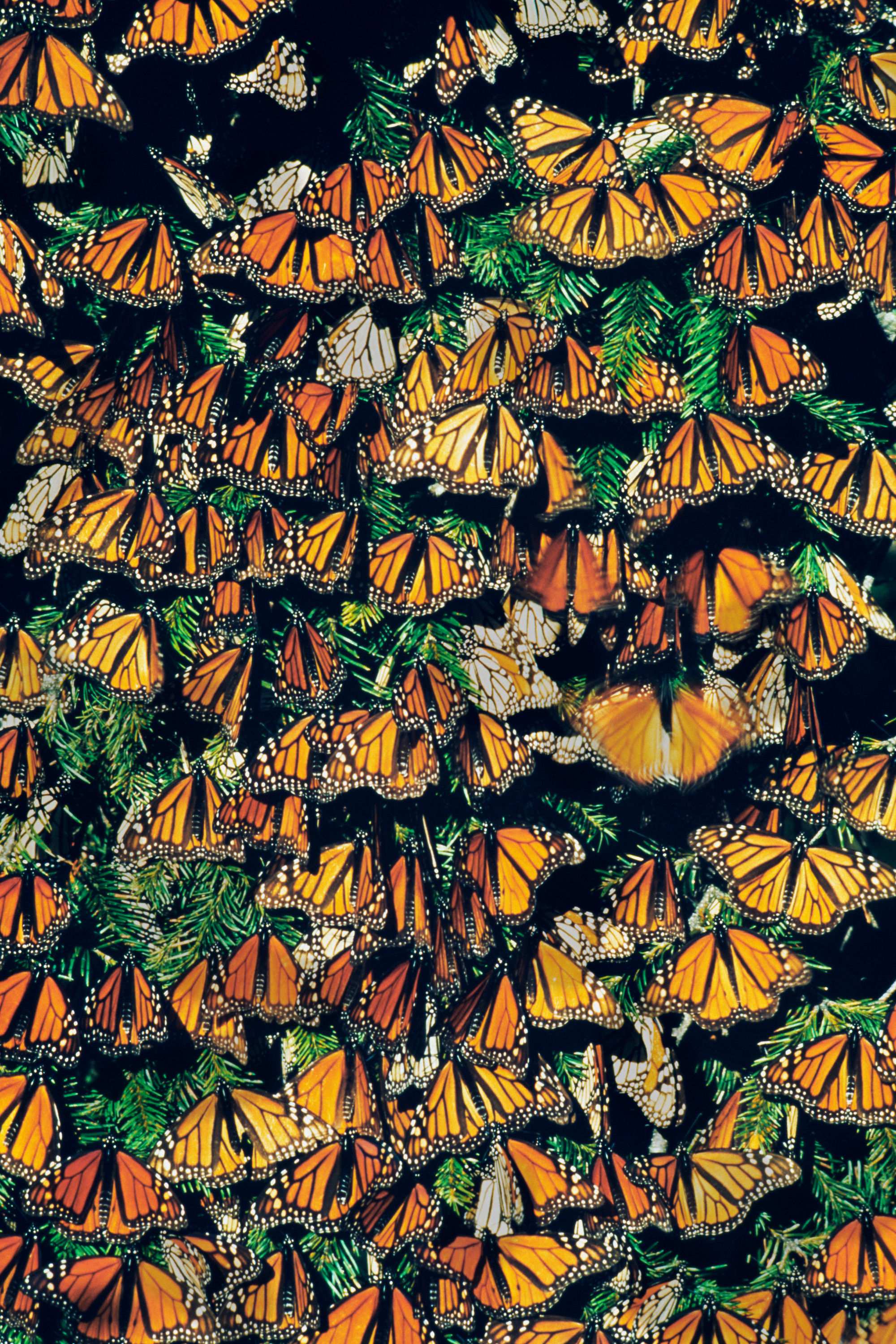 Schmetterlinge #19 by © Corbis/Frans Lanting