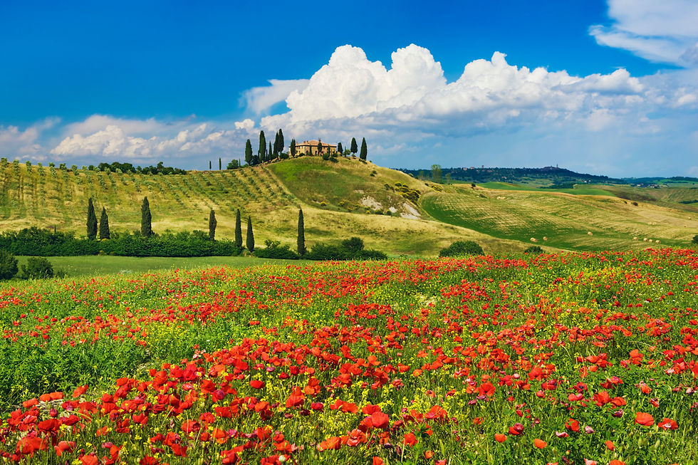 Miniaturbild: BT_TOSCANA Nr.  42-23618511