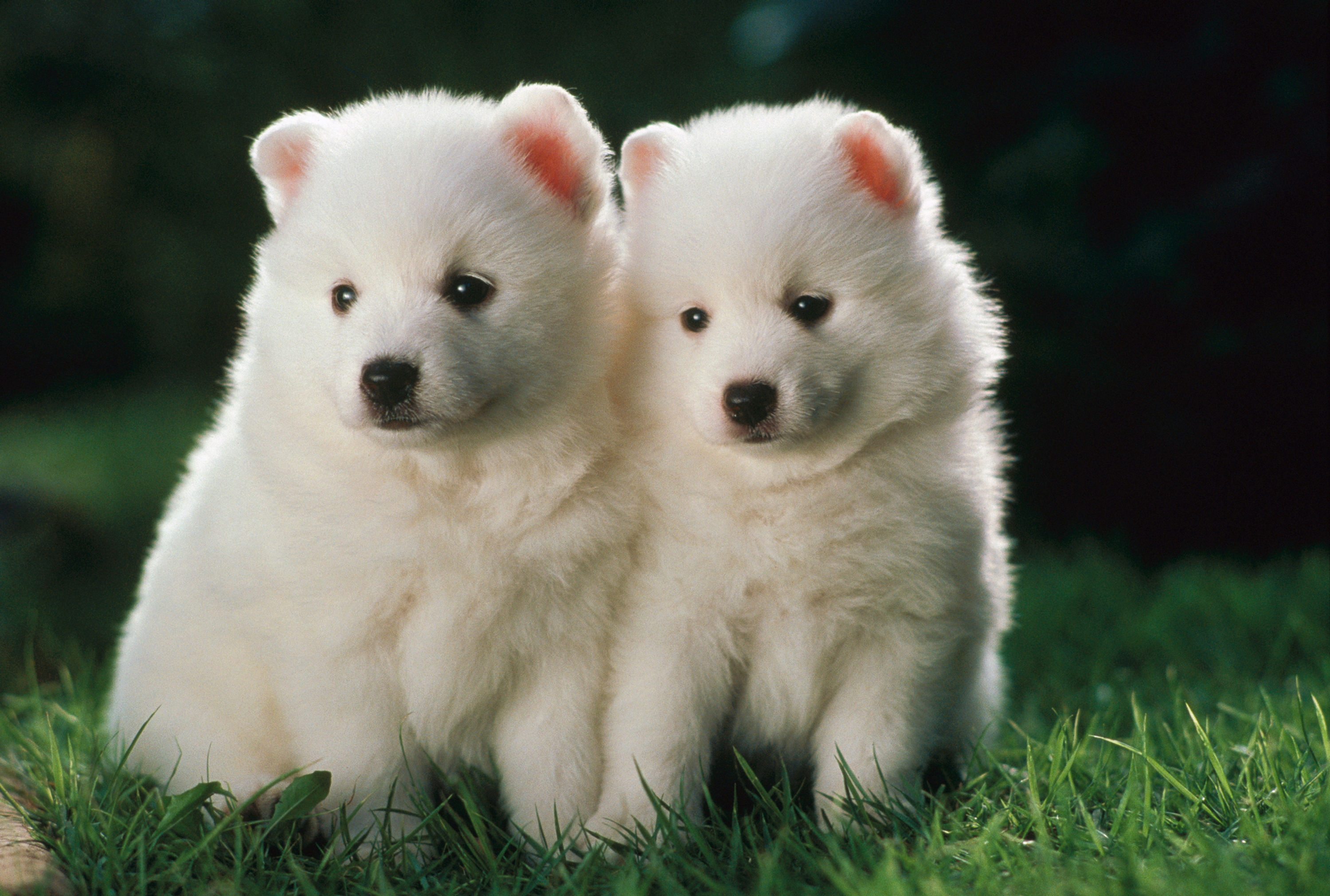 BT Dogs Nr. 125401