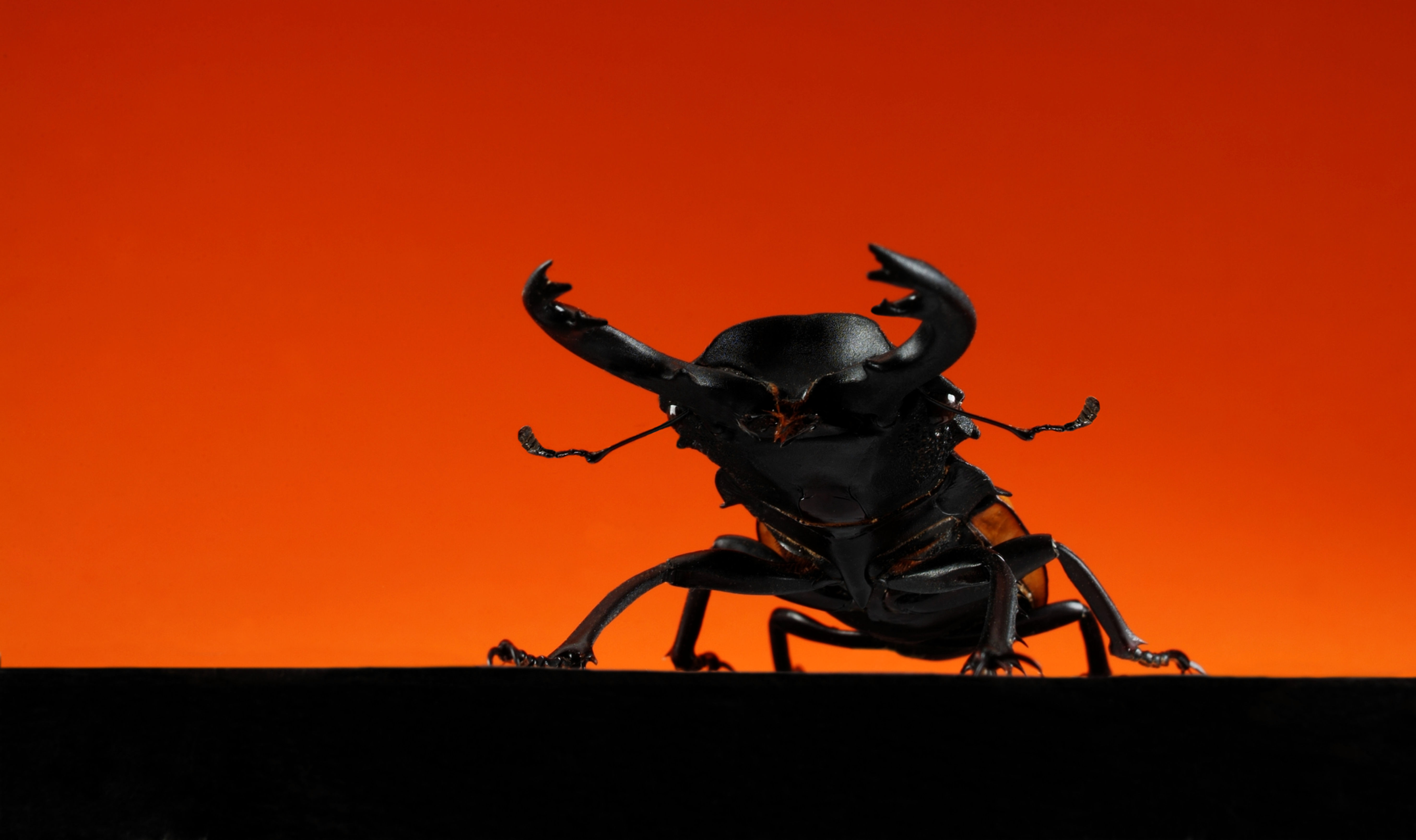 BT Insekt Nr. BT Insekten 42-21020106