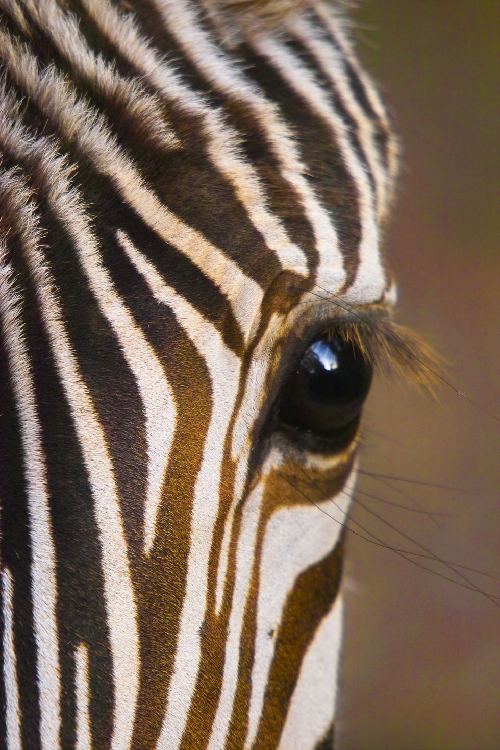 BT Zebra II Nr. 2497830