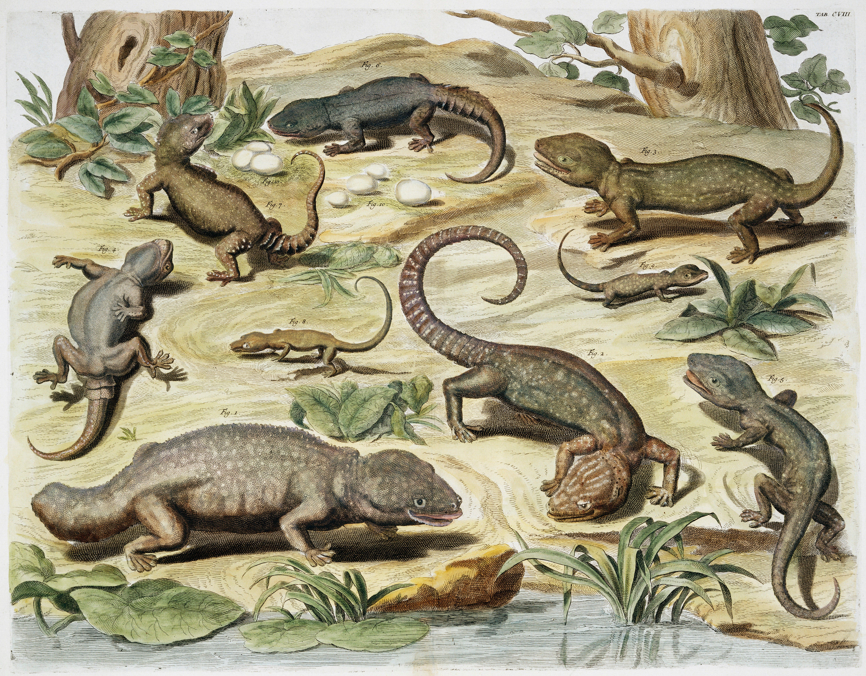 Animals-Zeichnungen #3 by © Corbis/© Corbis.  All Rights Reserved.