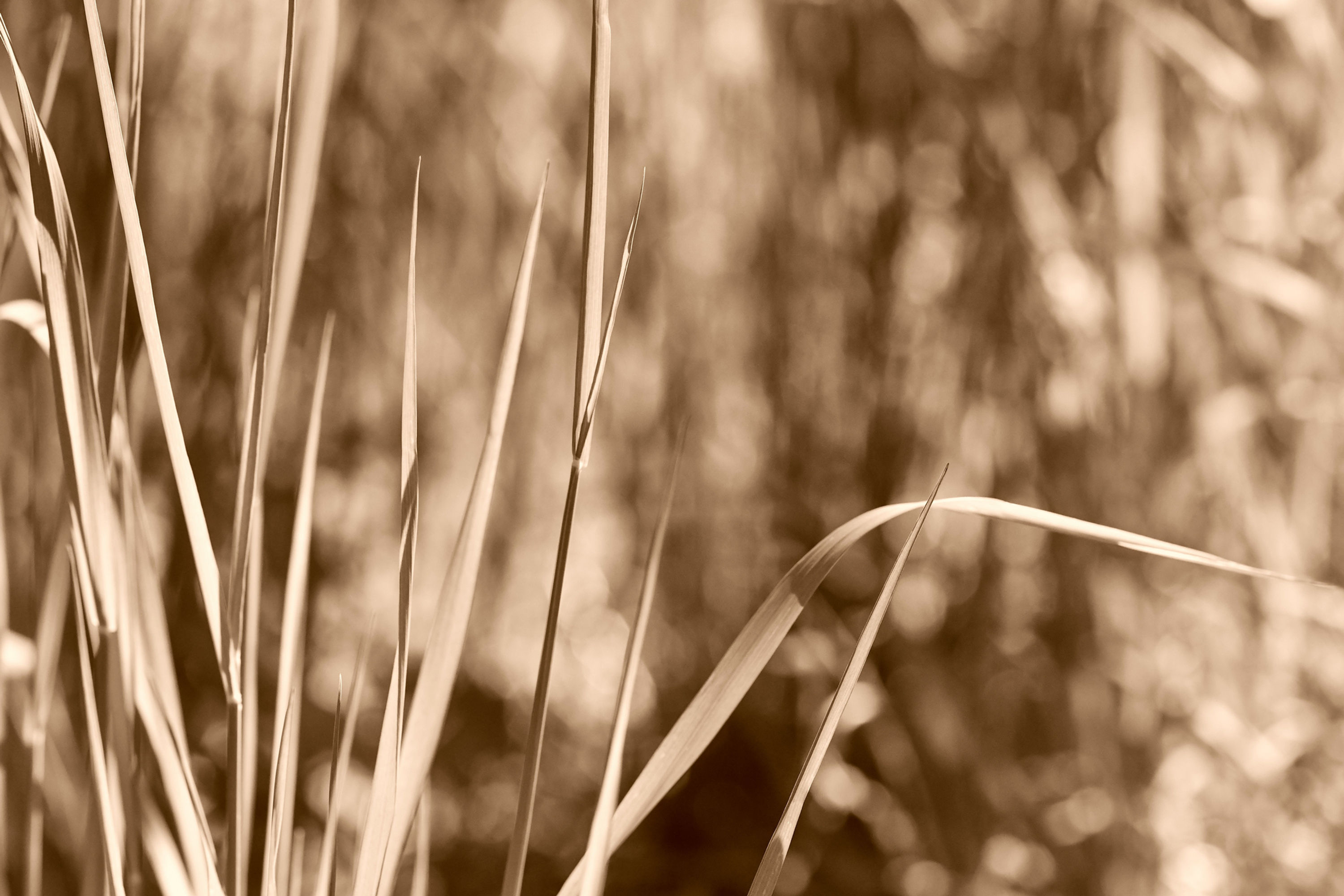 BT Sepia Natur Nr.