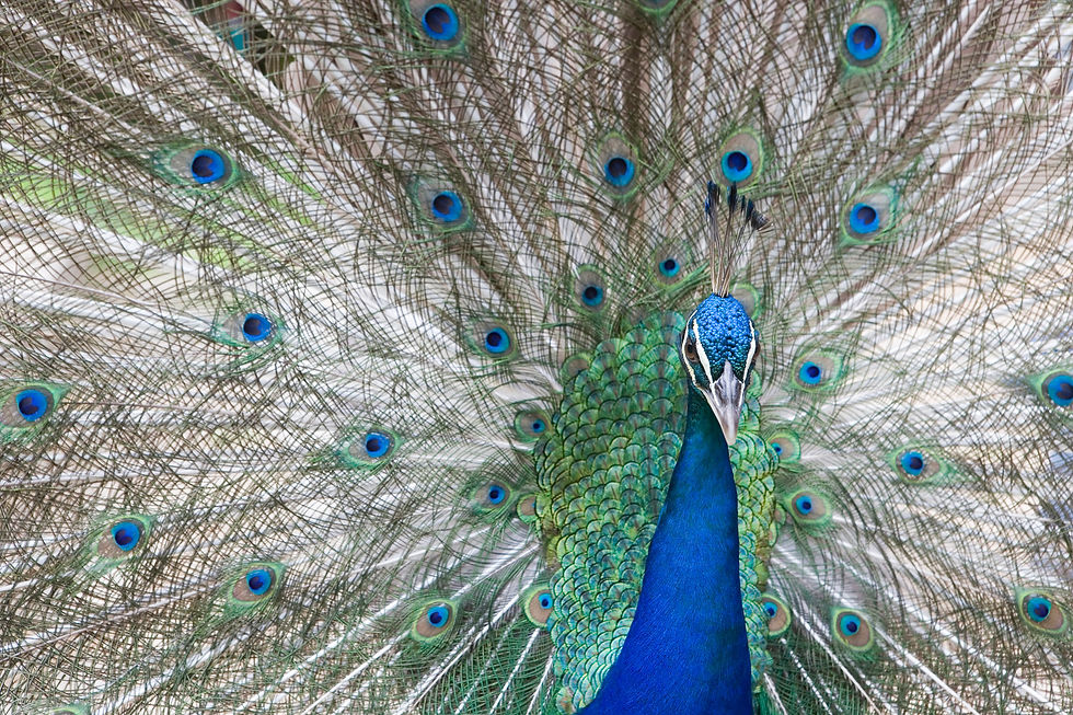 BT Pfau Nr. 42-24793081