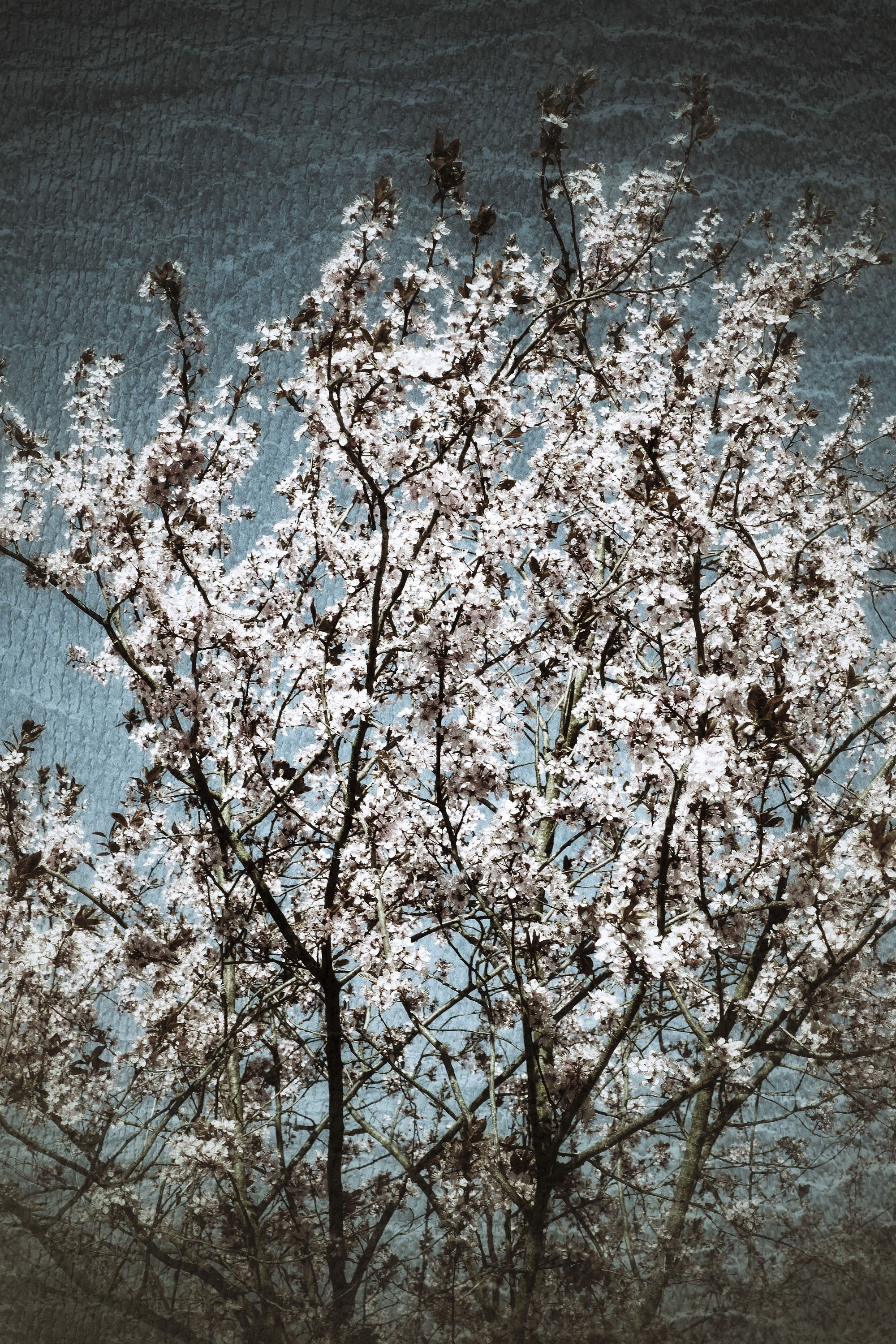BT Sakura Nr.