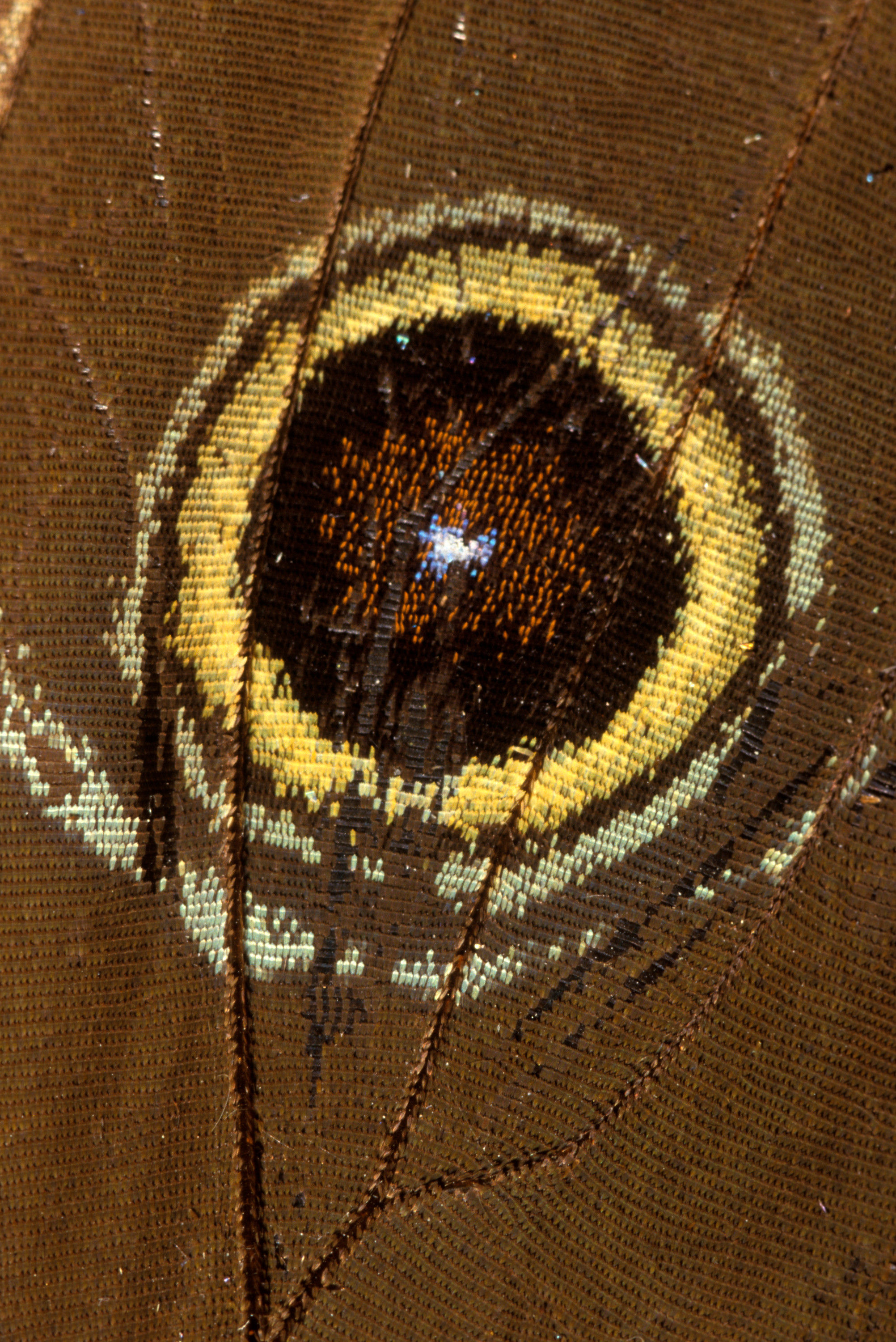 Schmetterlinge #61 by Blue Morpho