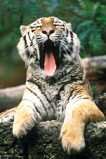 BT Tiger Nr. 42-15267747