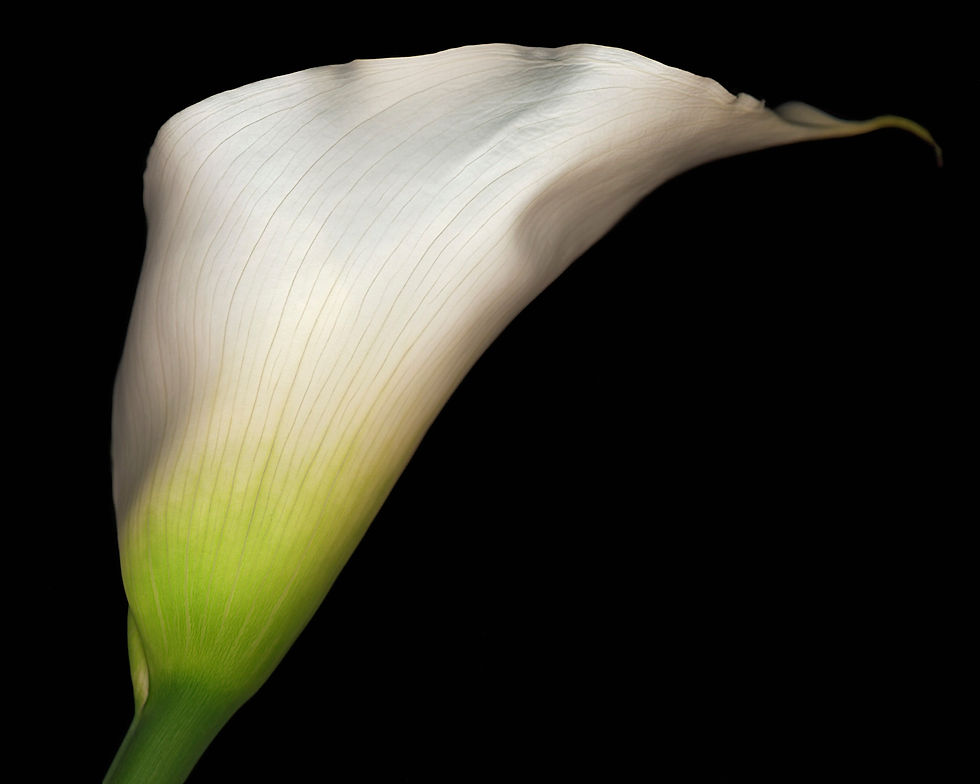 Thumbnail: BT Flowers on Black II Nr.: 42-25536935