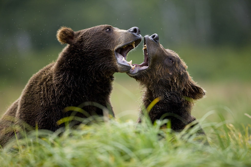 BT Bär Nr. 42-27333786