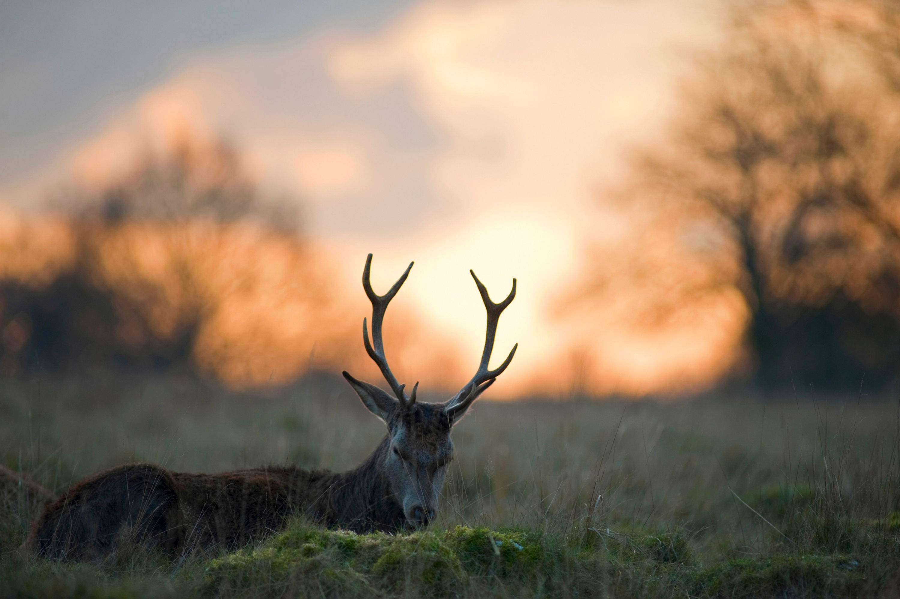 BT Hirsch Nr. 42-32264626