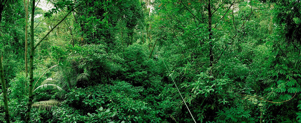 Wald Panorama No. 14