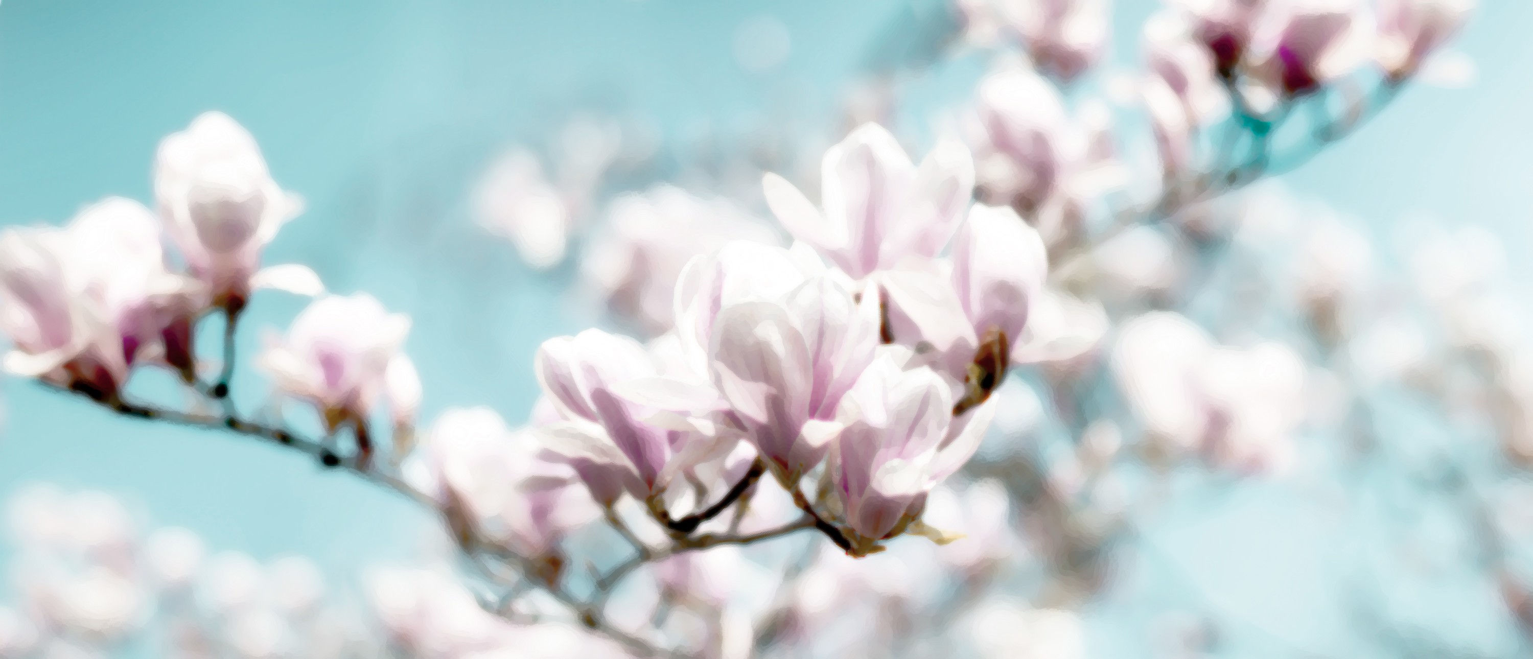 BT Sakura Nr.