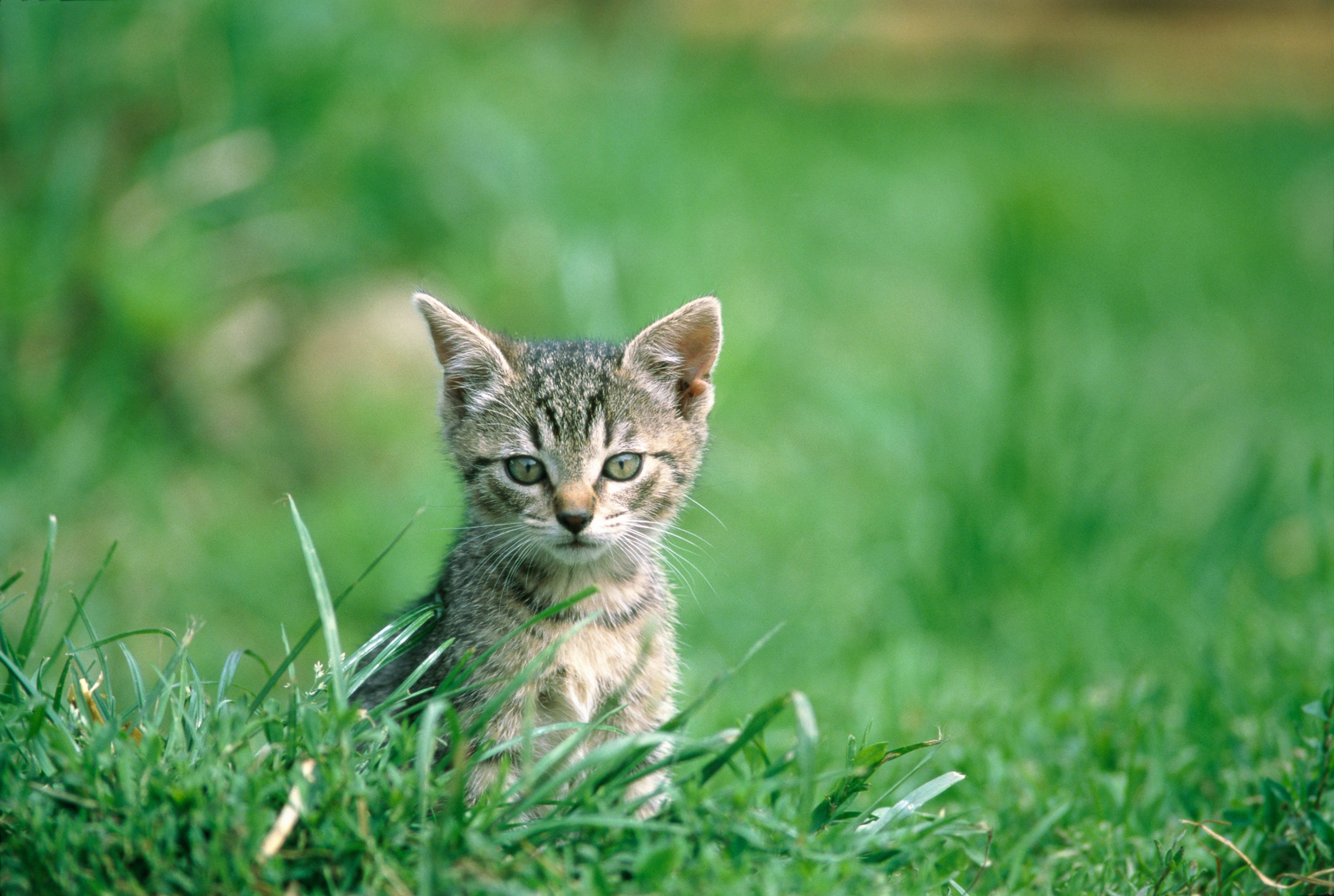 BT Cats Nr. 42-15408258