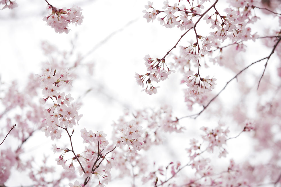 BT Kirschen Nr. 42-31274808